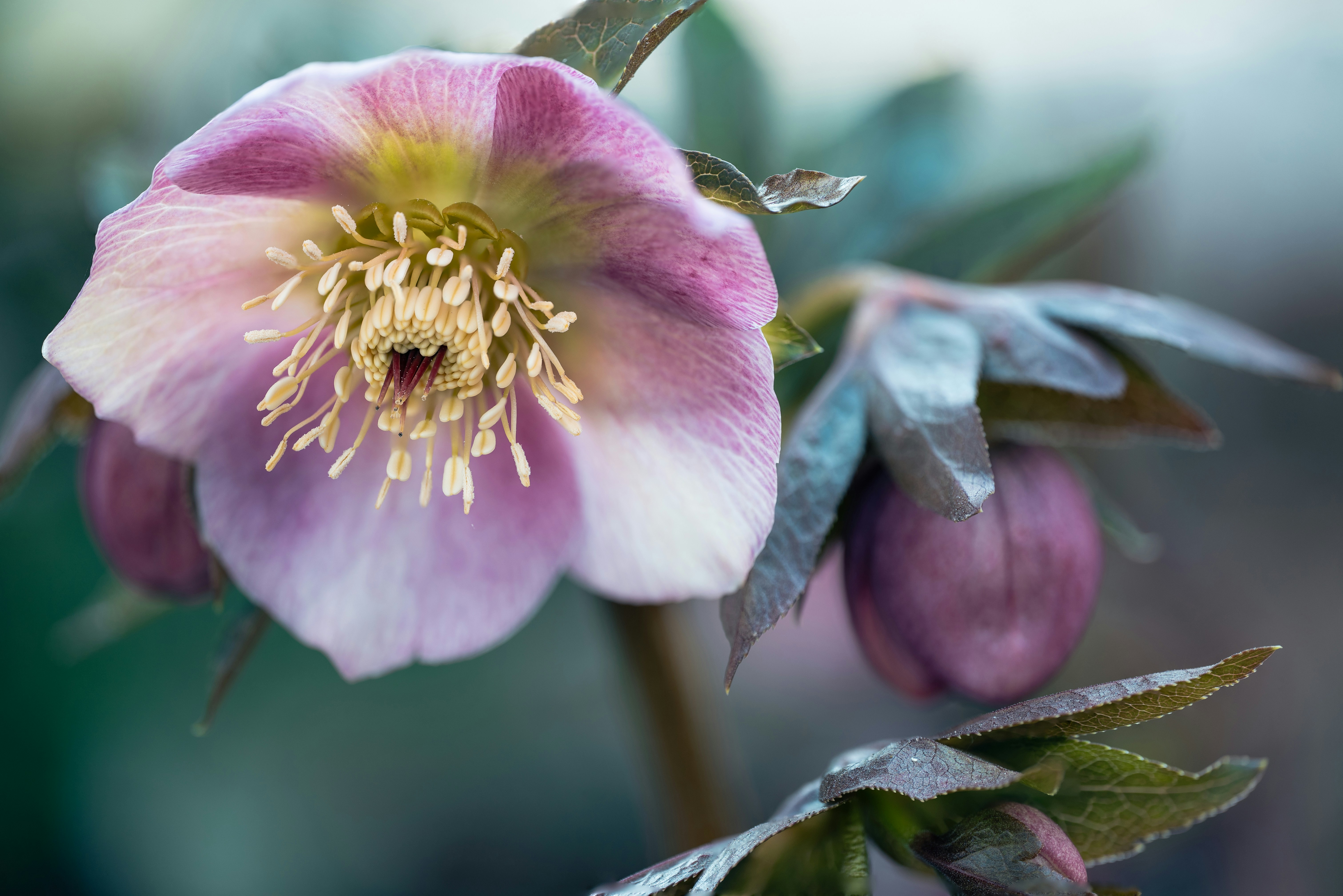 A delicate pink hellebore flower blooms in soft light.