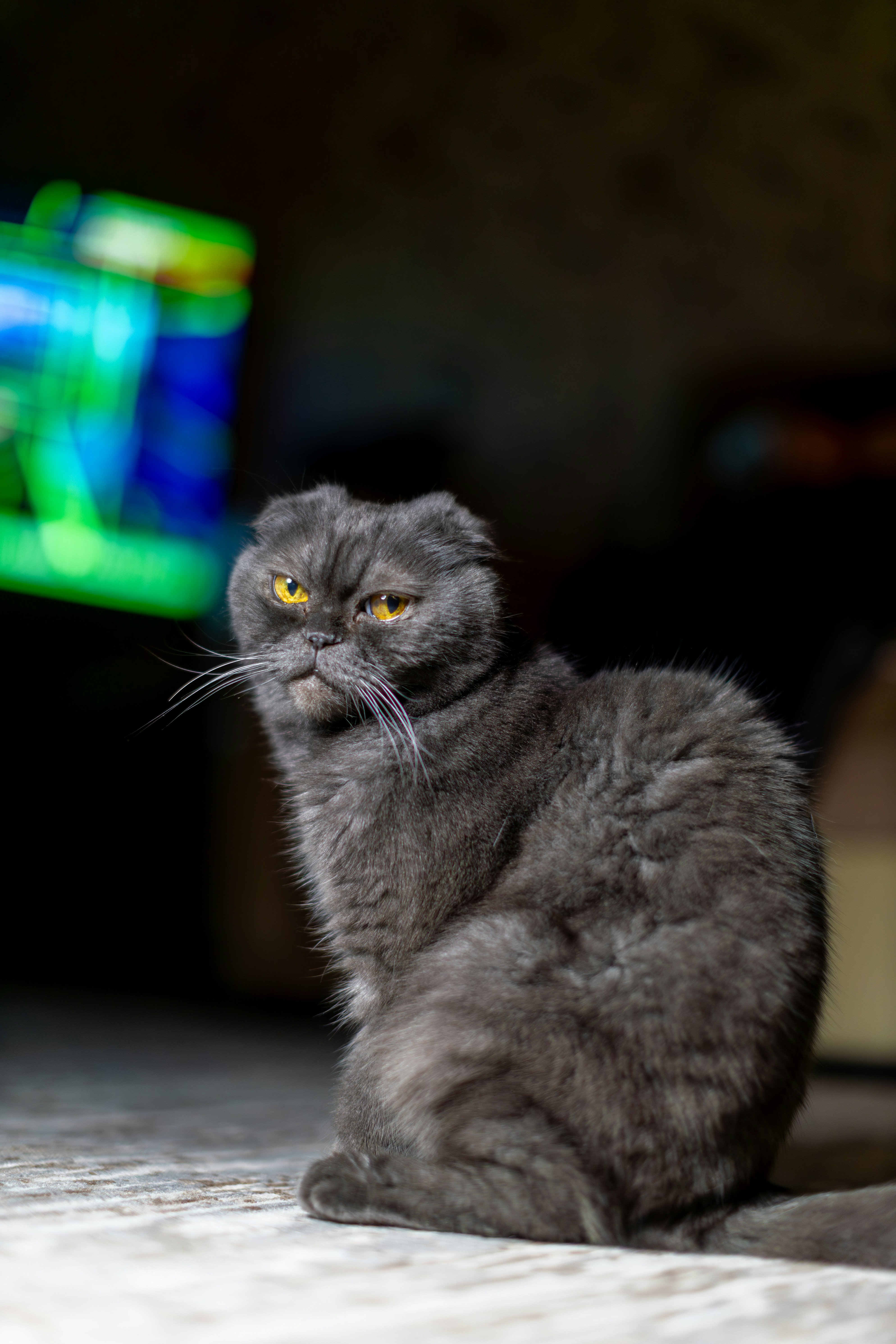 Eine mürrische graue schottische Faltkatze sitzt drinnen.