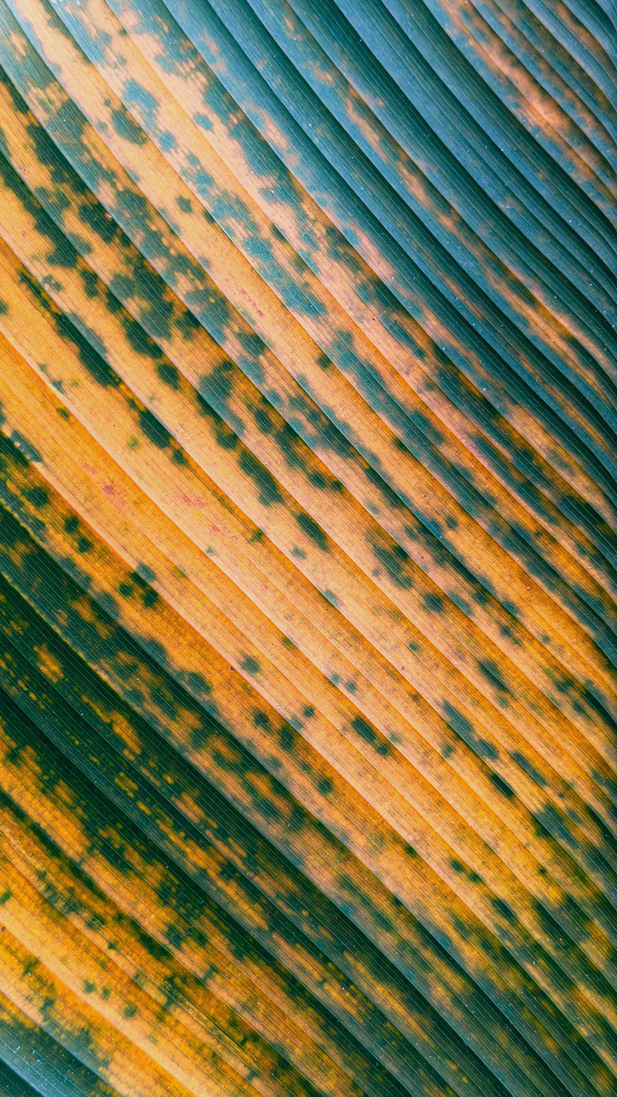 Primo piano di una foglia di banana con strisce gialle e verdi