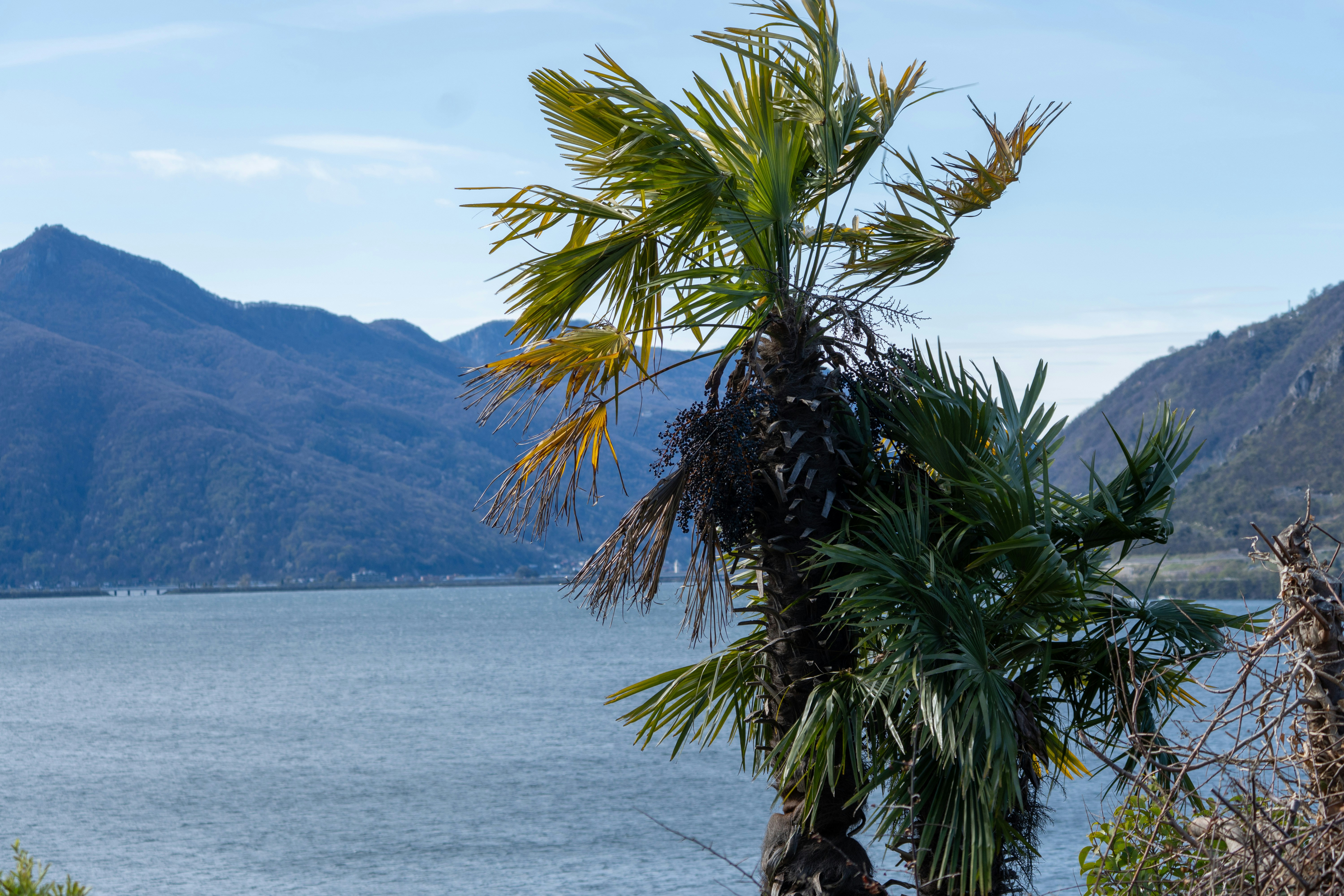 Palm tree with lake and mountains in background