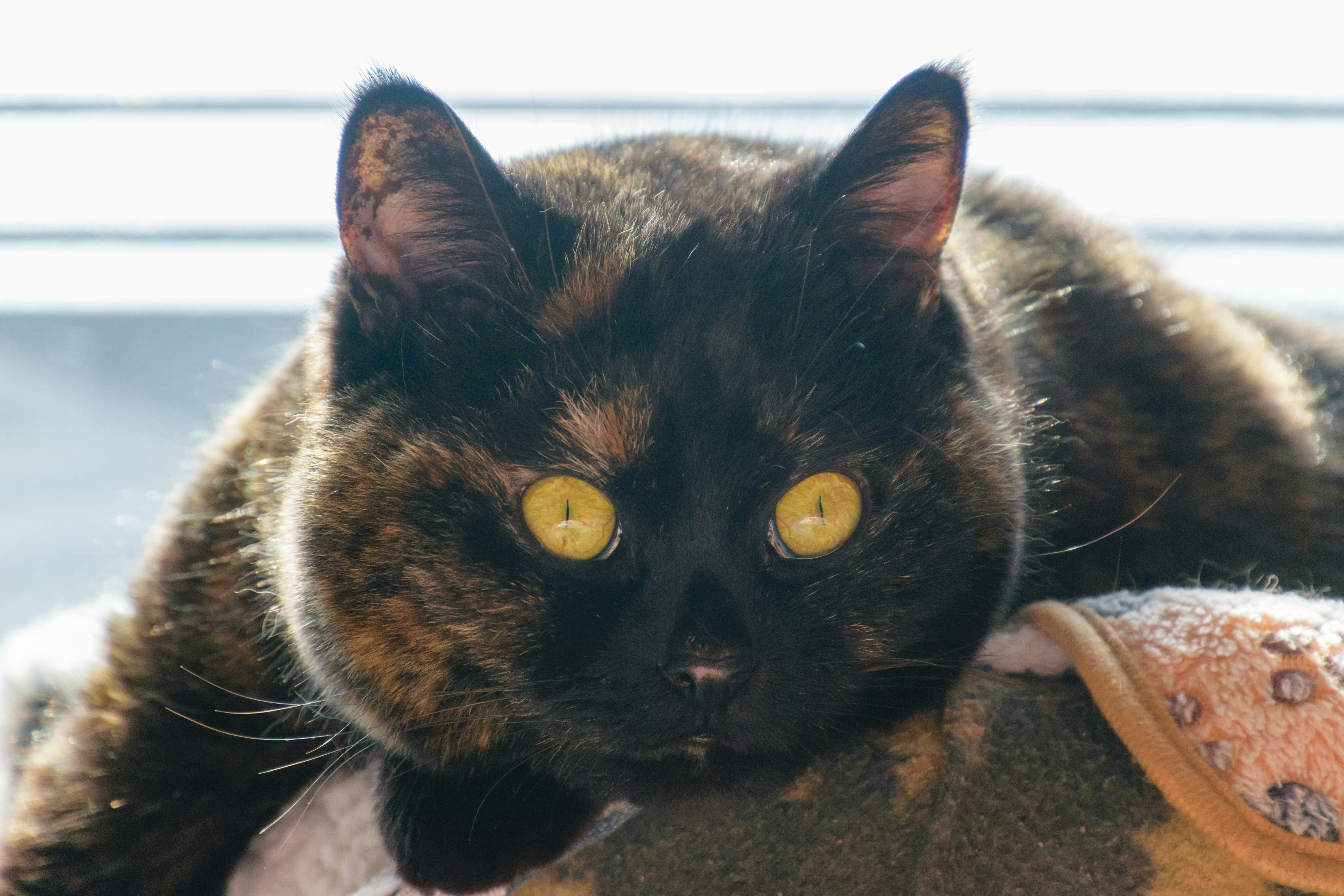 A tortoiseshell cat with bright yellow eyes