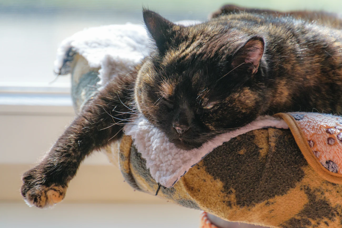 ライフスタイル別の記事「シニアが猫可賃貸を借りるときの審査準備」のアイキャッチ画像