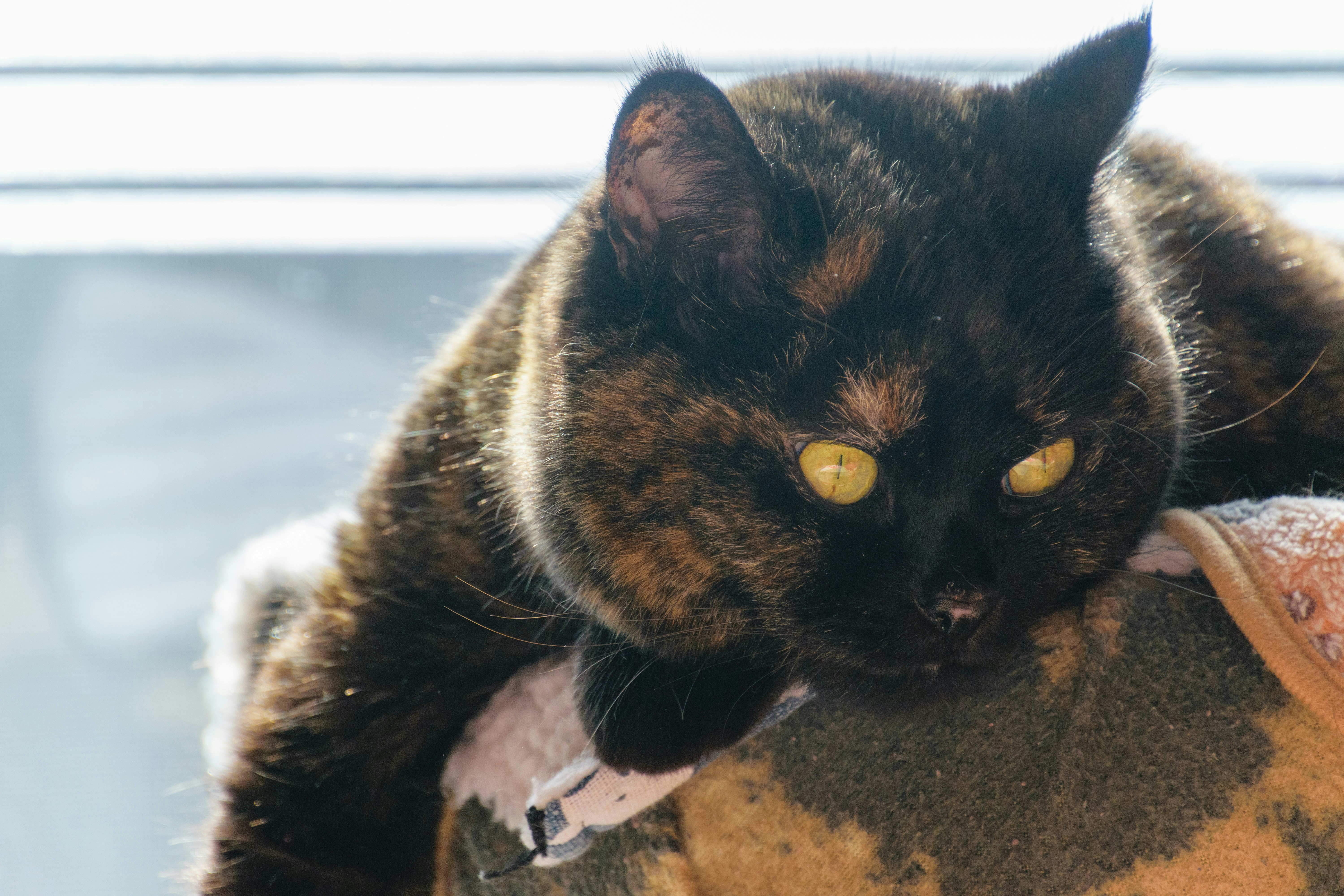A tortoiseshell cat rests its head on a chair