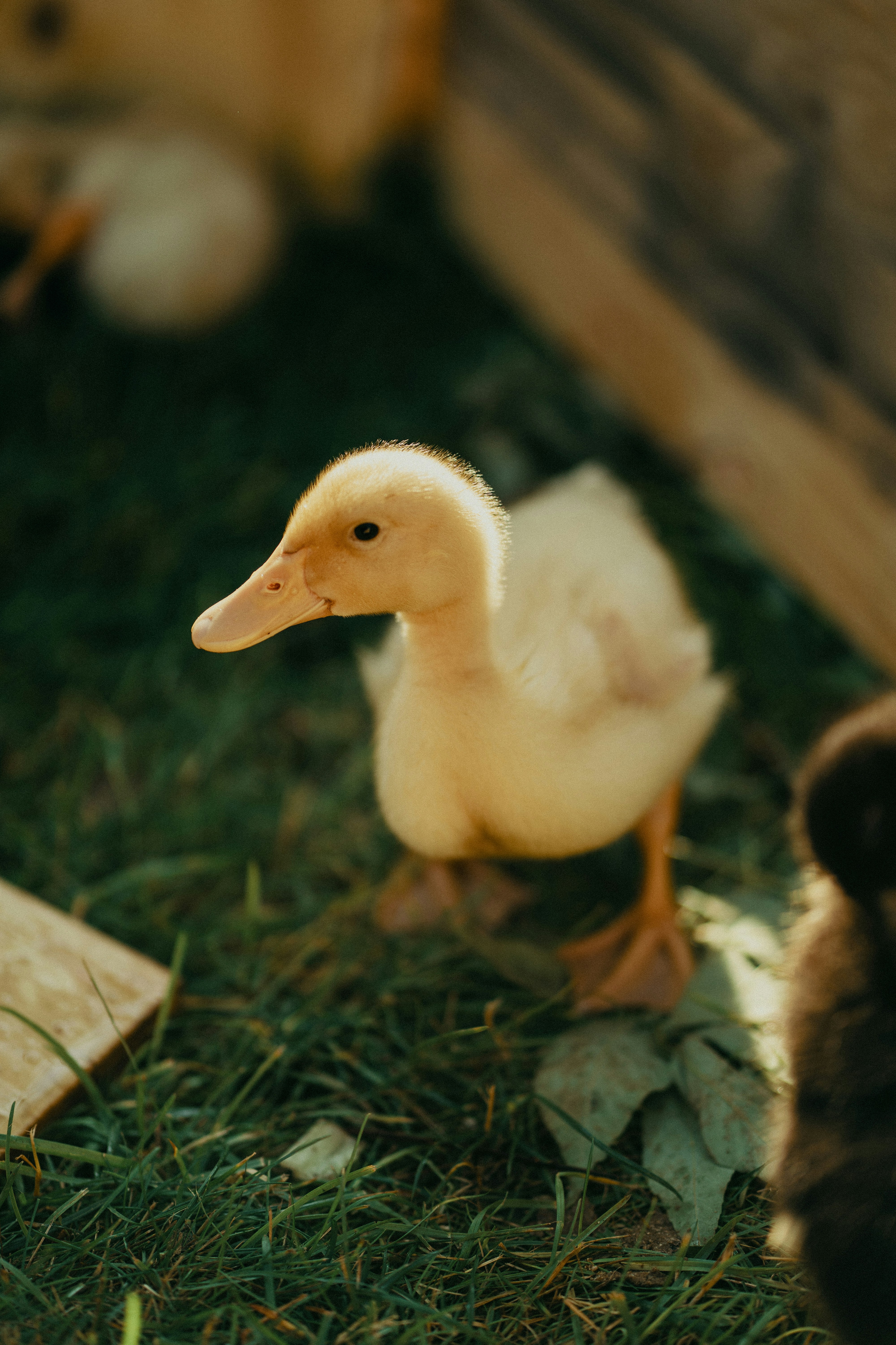 A fluffy yellow duckling stands on green grass.