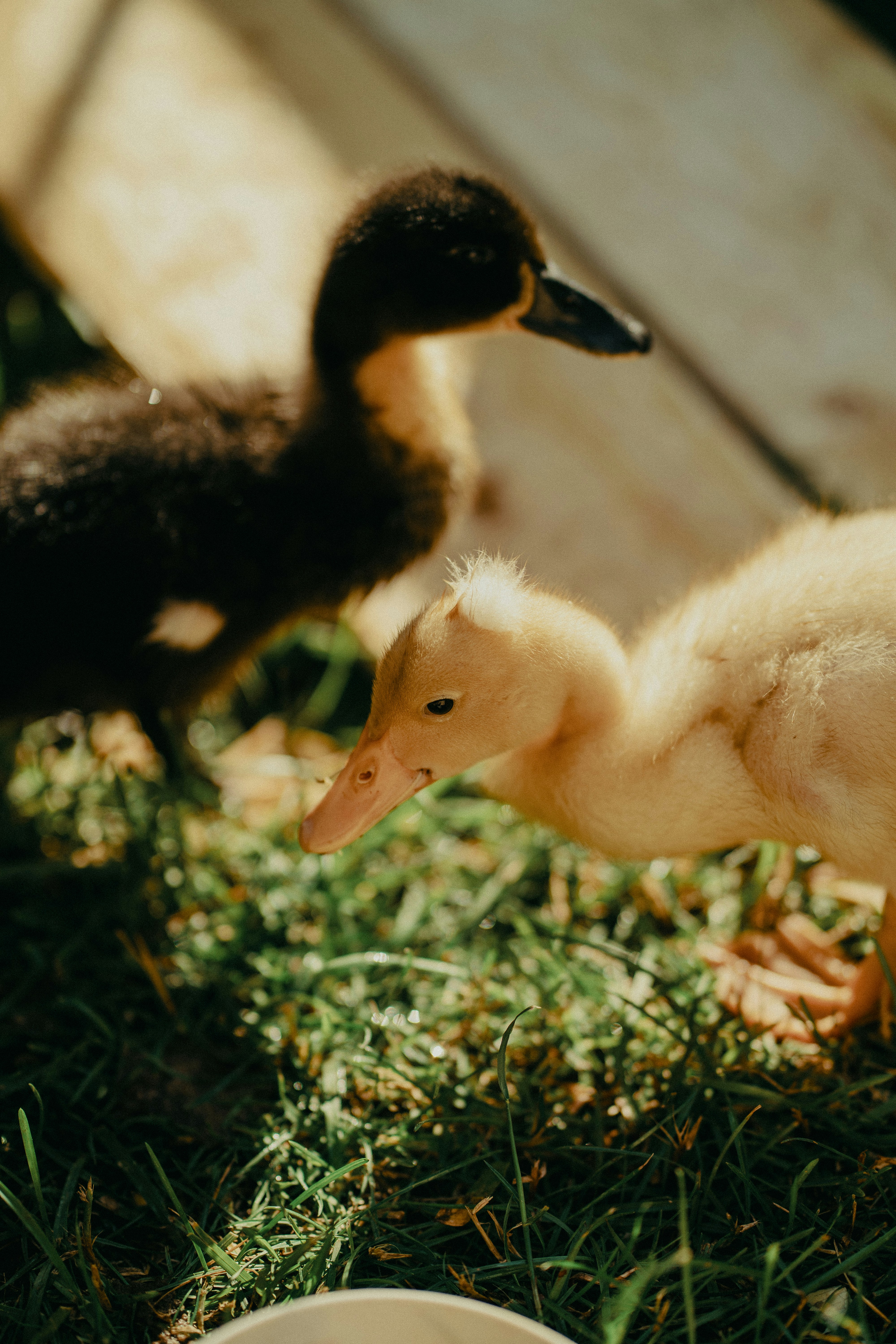 Two fluffy ducklings exploring a grassy area