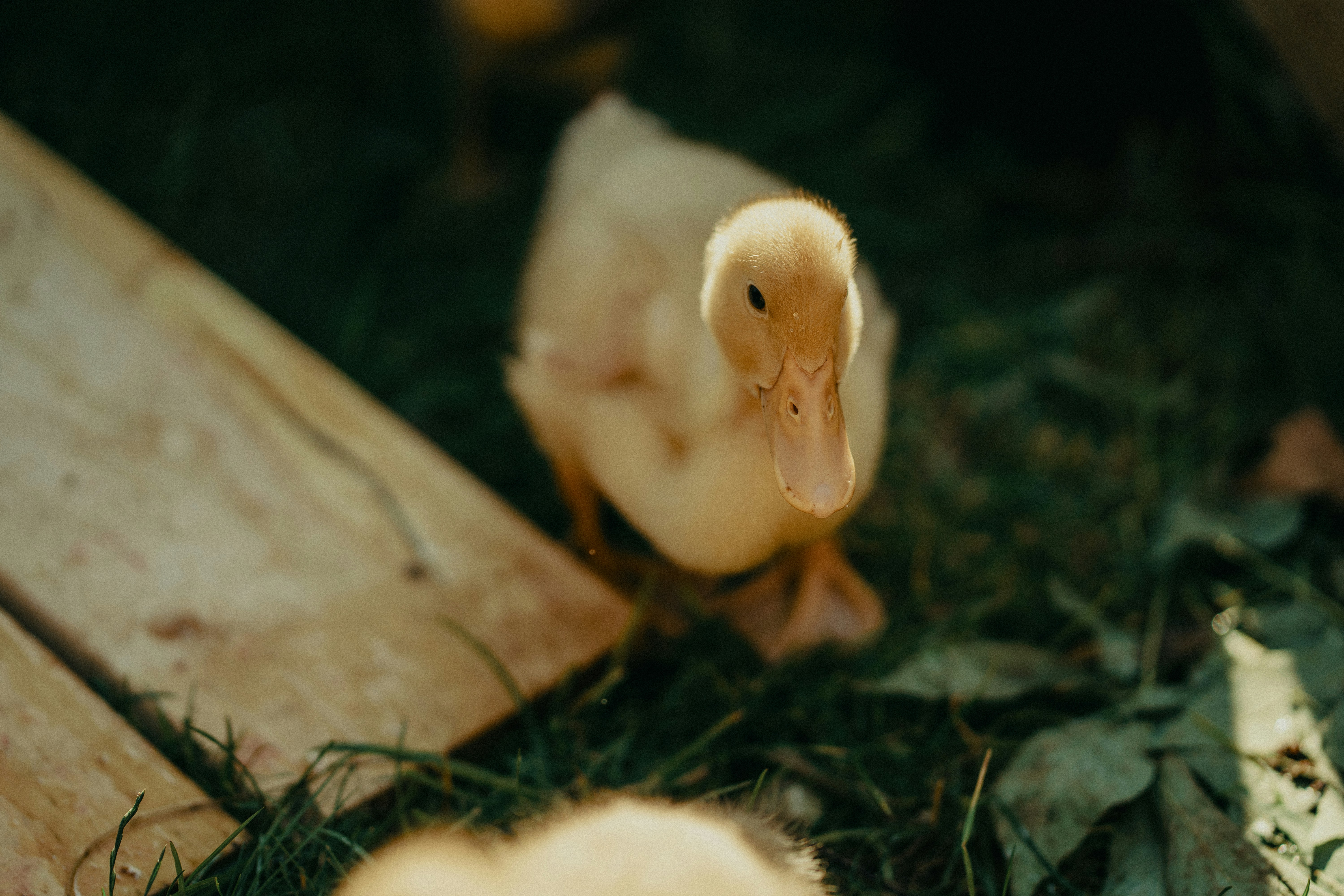 A fluffy yellow duckling looks forward.