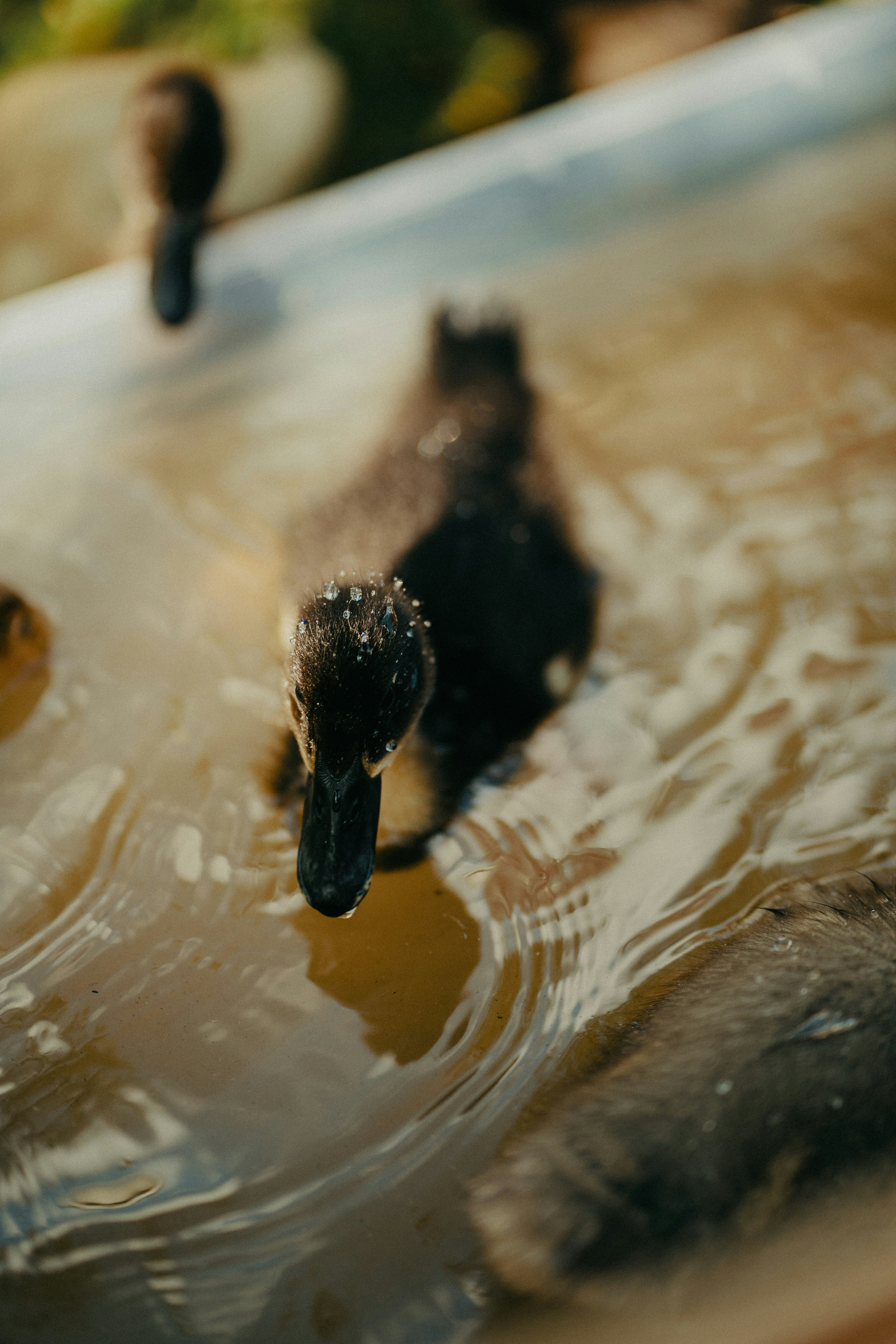 Several ducklings swimming in shallow water