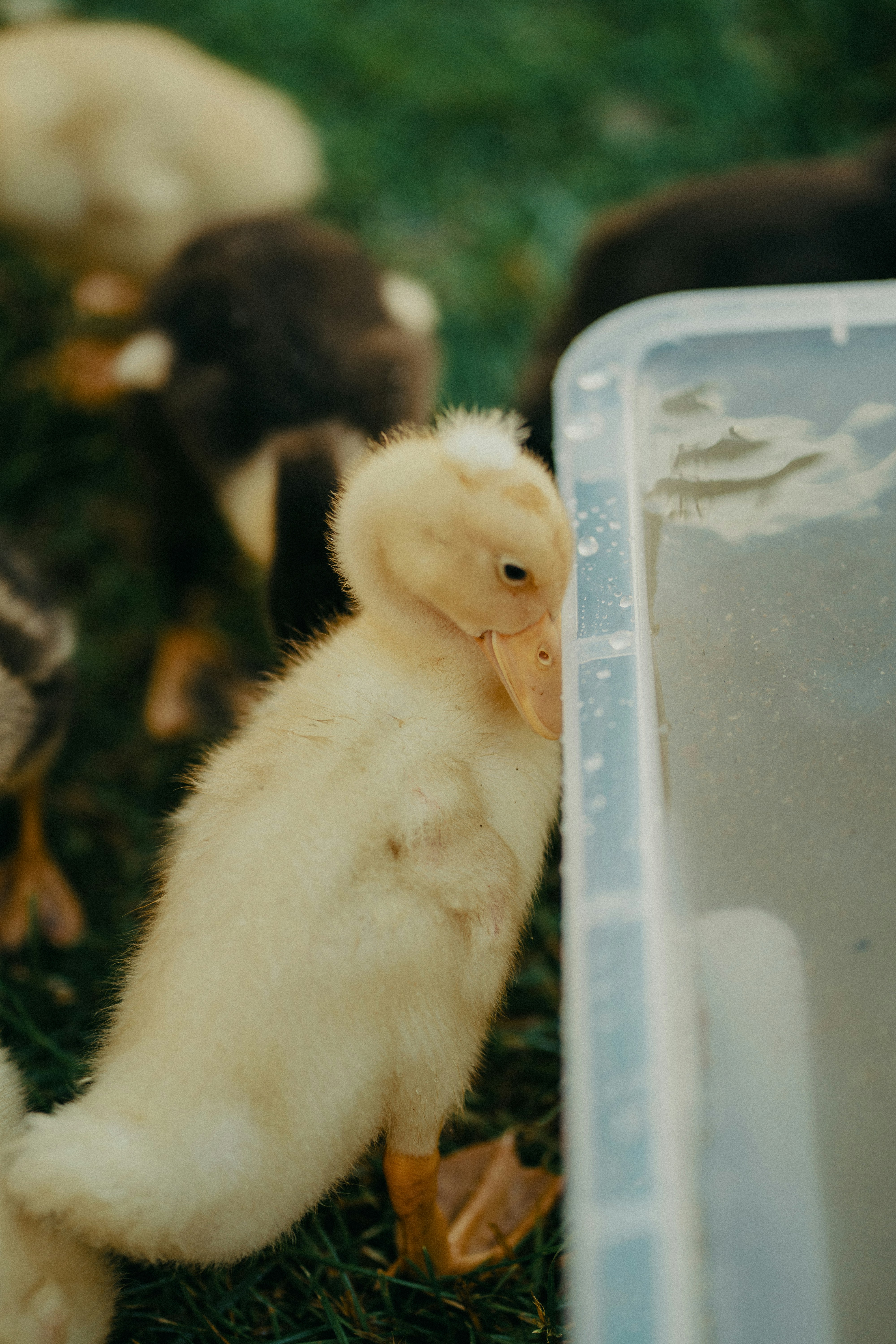 A fluffy yellow duckling drinks from a plastic container.
