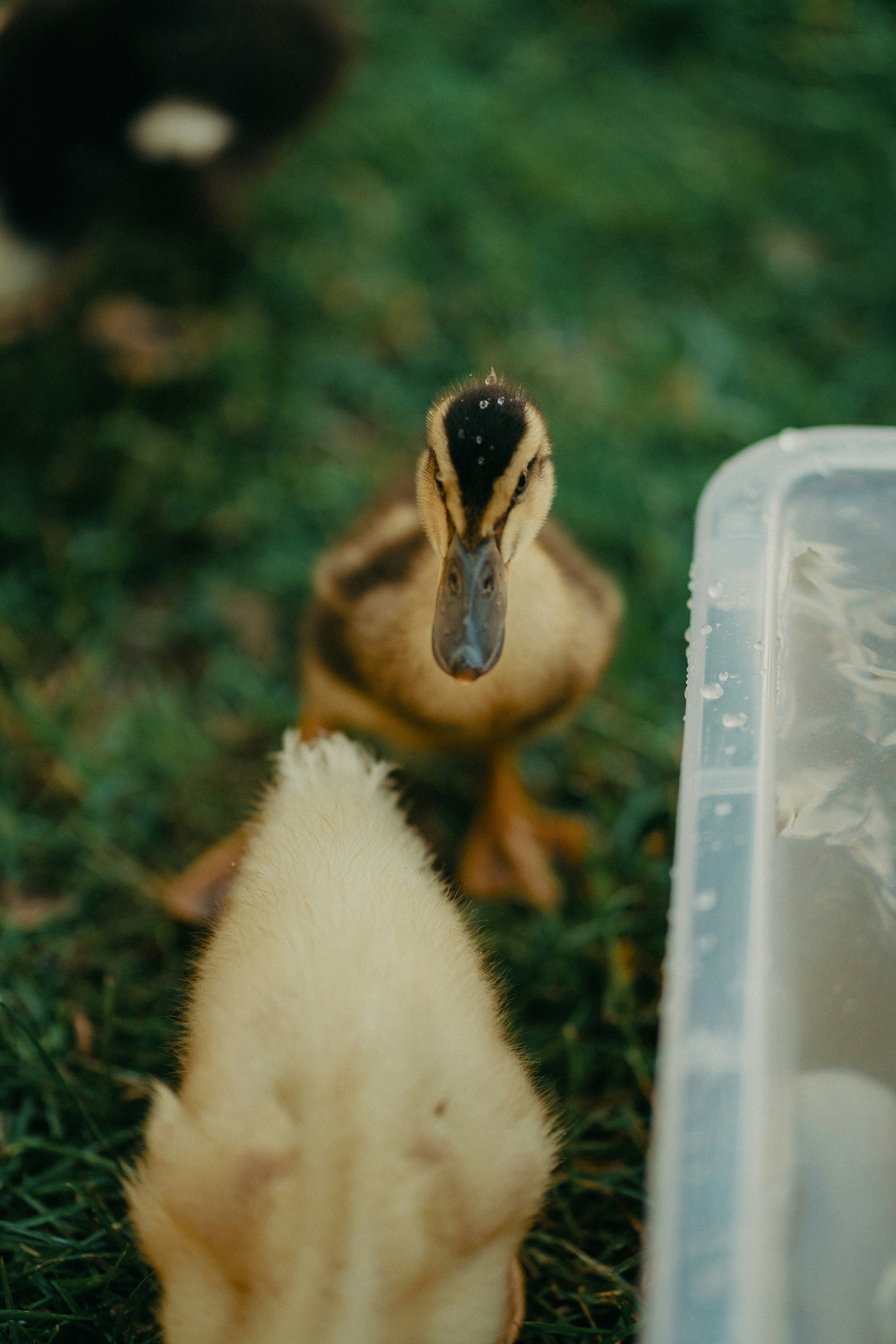Two ducklings on green grass near a plastic container