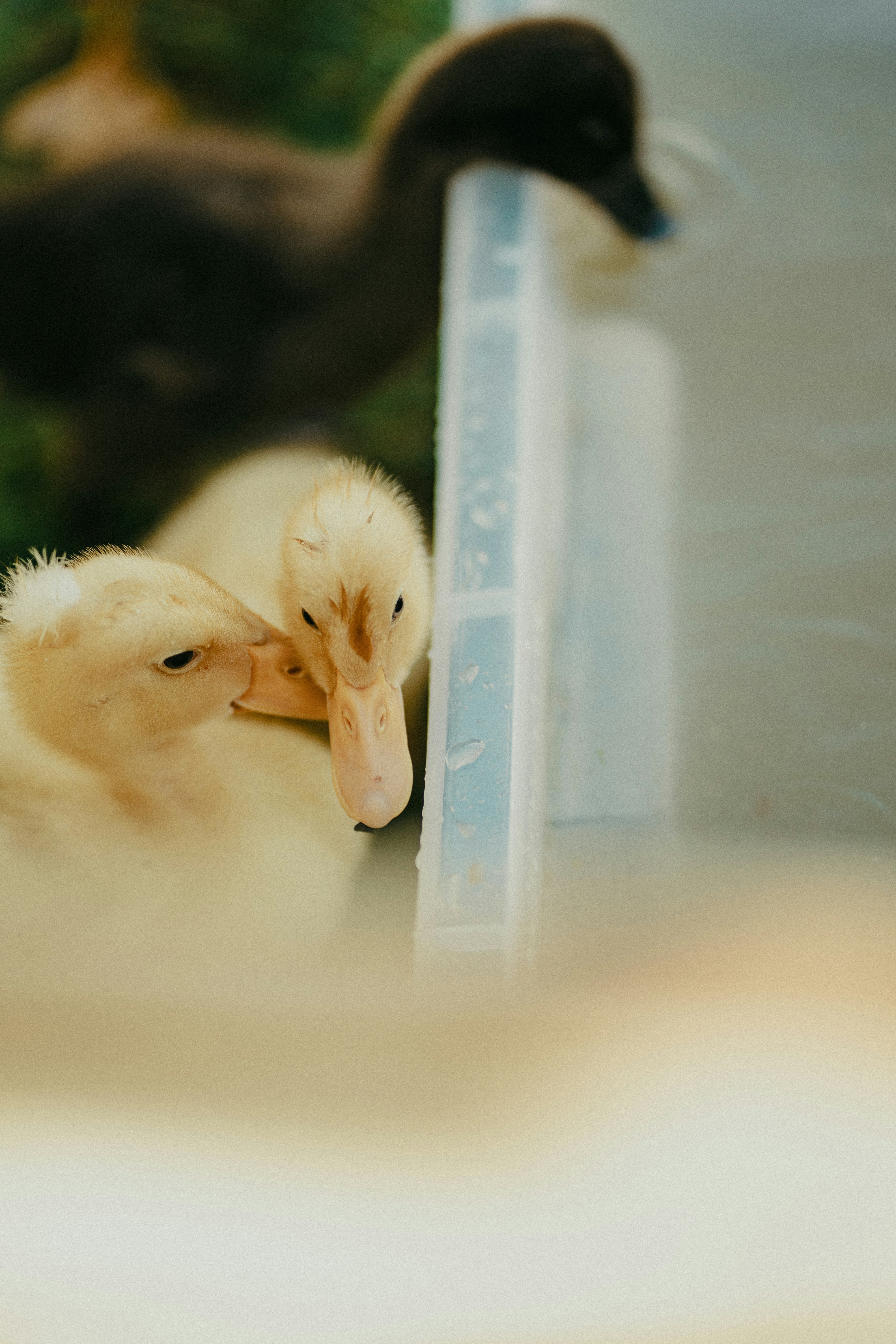Two fluffy yellow ducklings close together in a container.