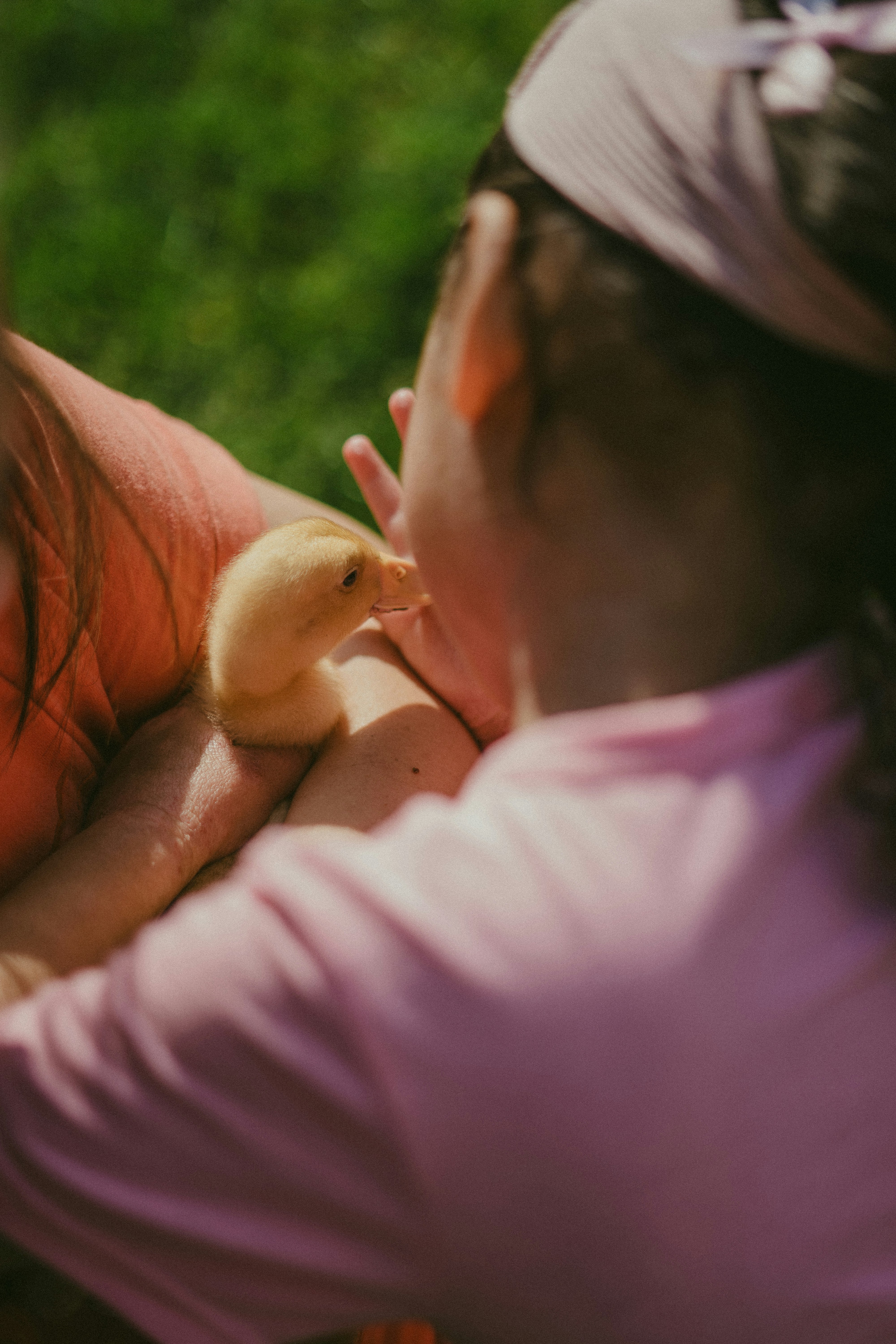 A child gently holds a fluffy yellow duckling.