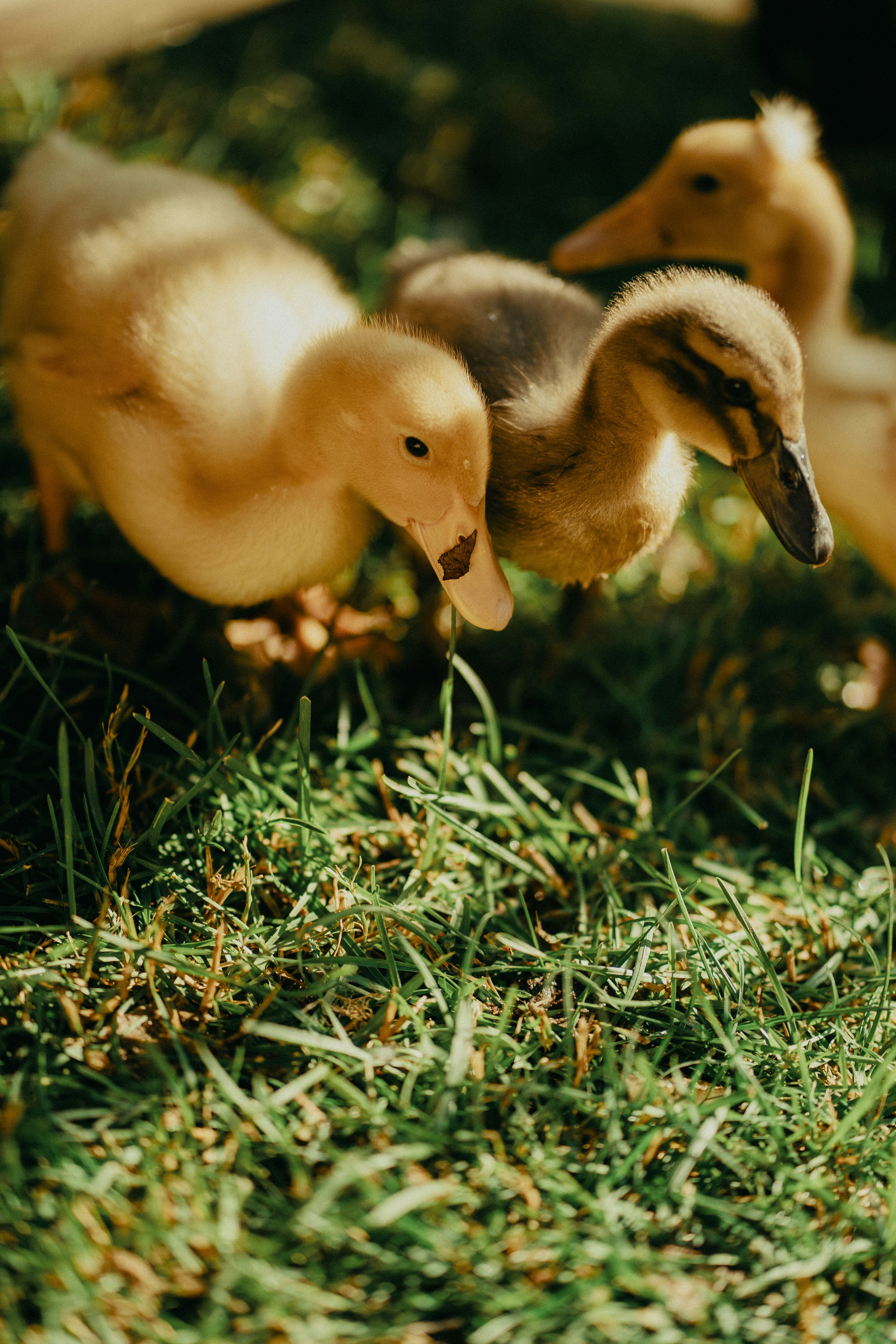 Several fluffy ducklings foraging on green grass
