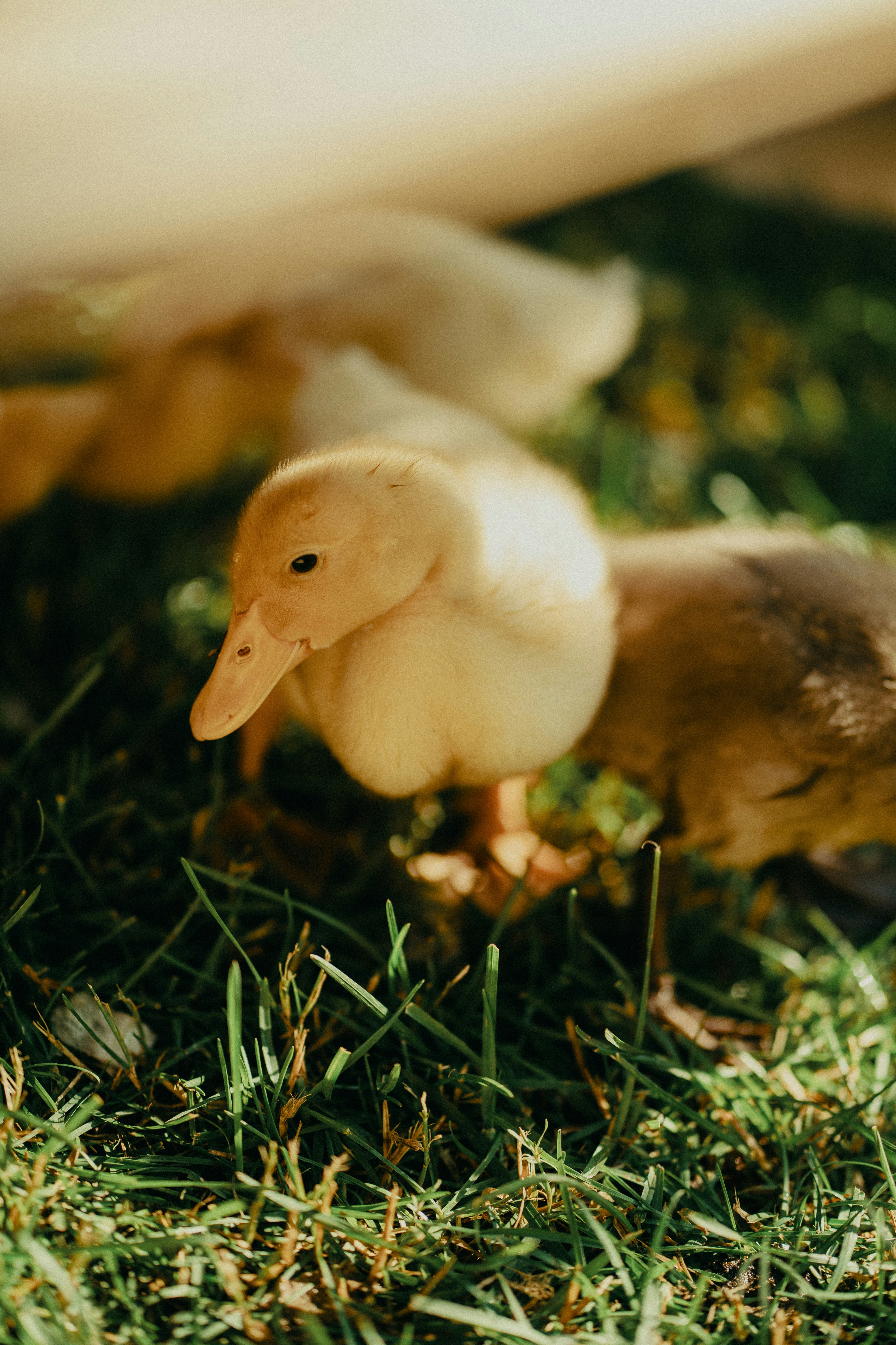 Fluffy ducklings huddle together on green grass.