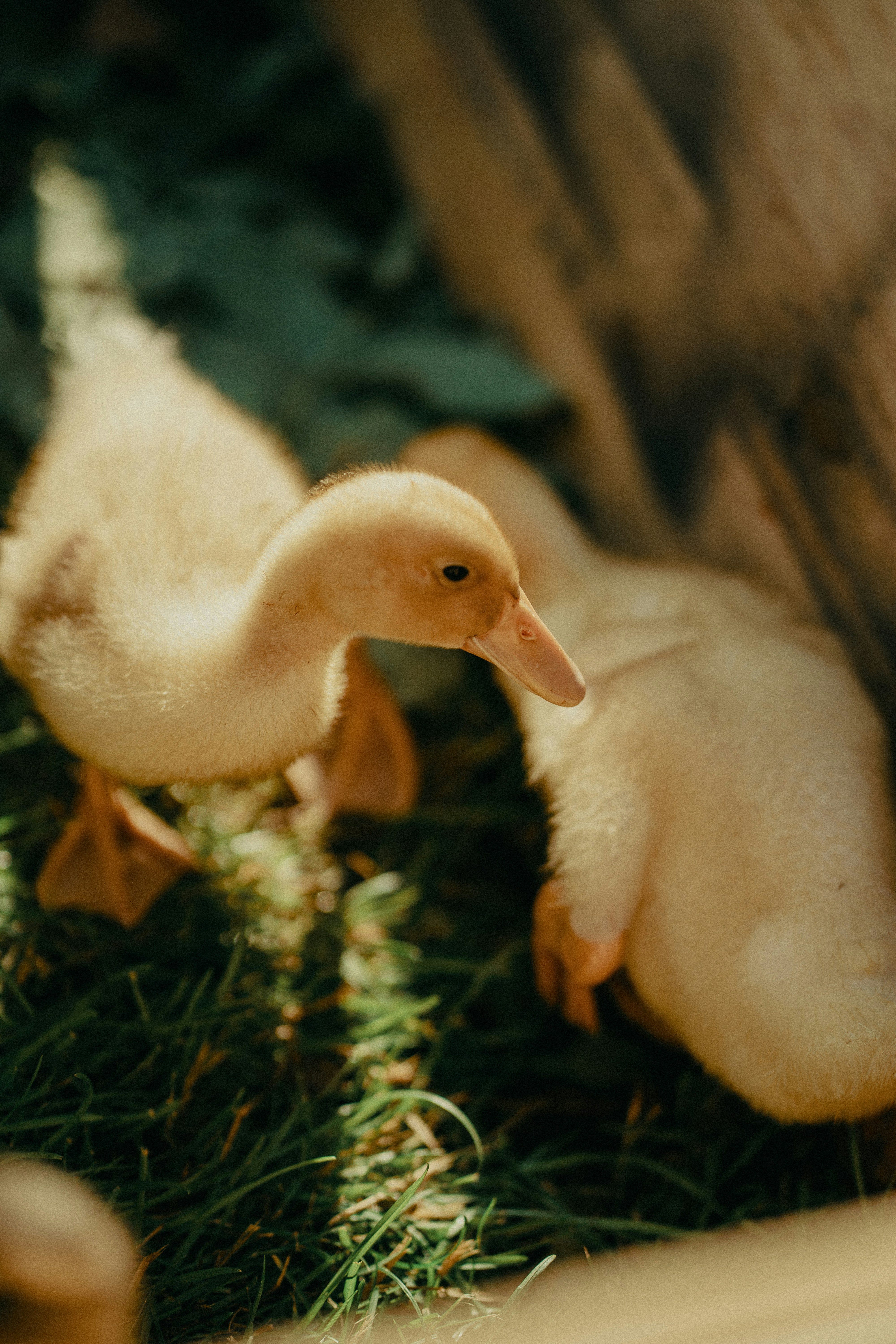 Two fluffy yellow ducklings on green grass.