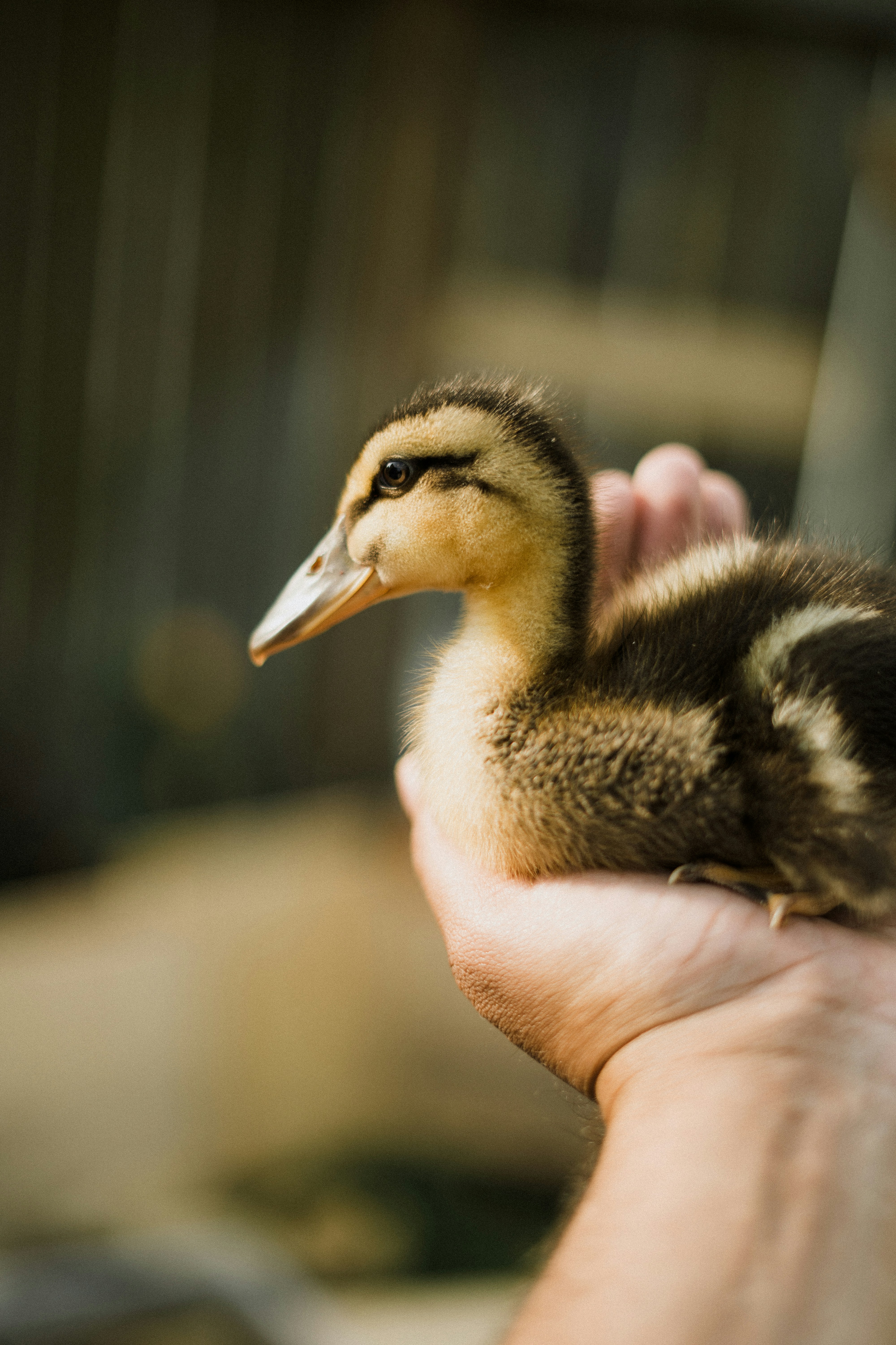 A fluffy duckling rests in a person's hand.