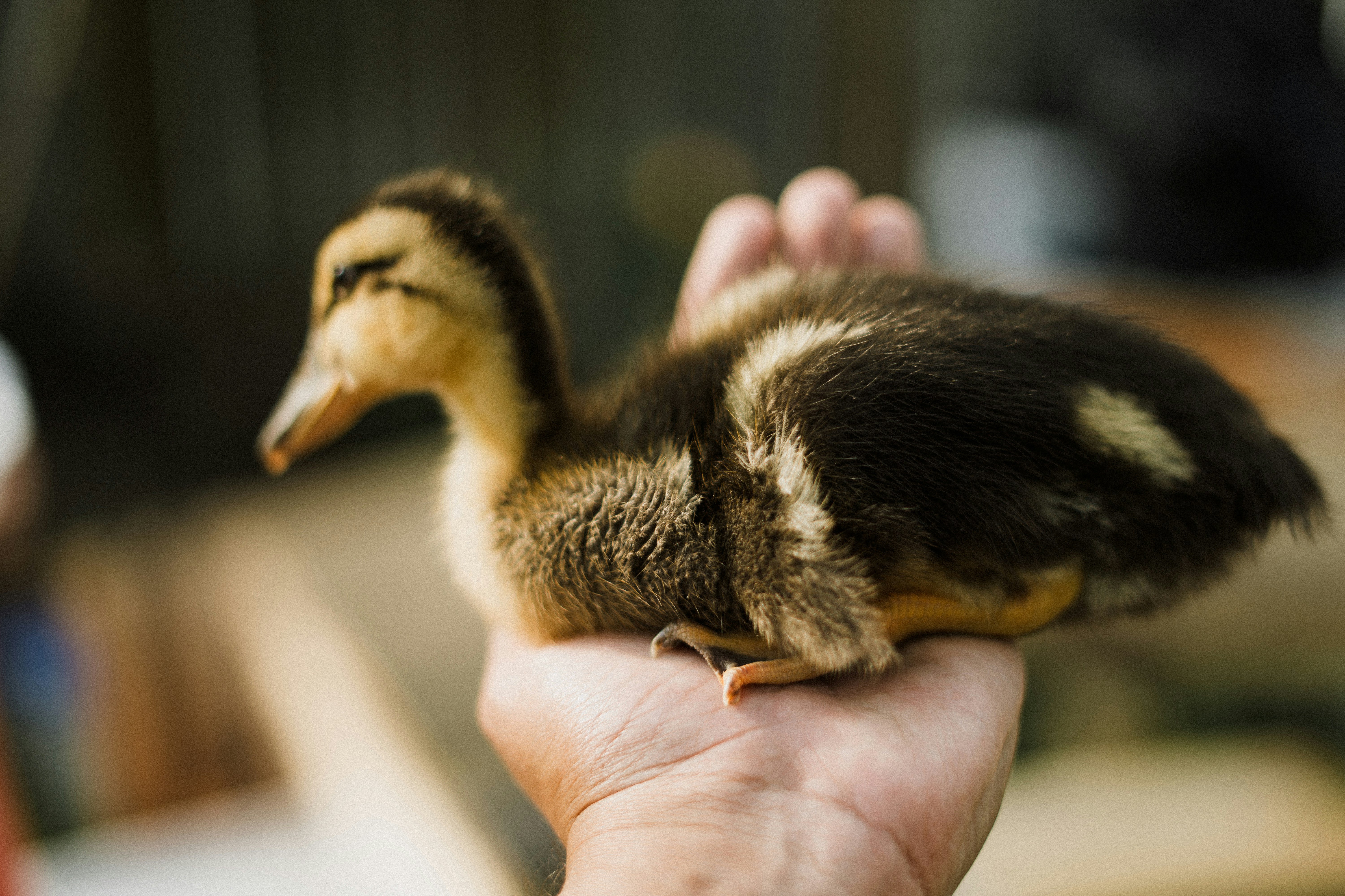 A fluffy duckling rests on a person's hand.