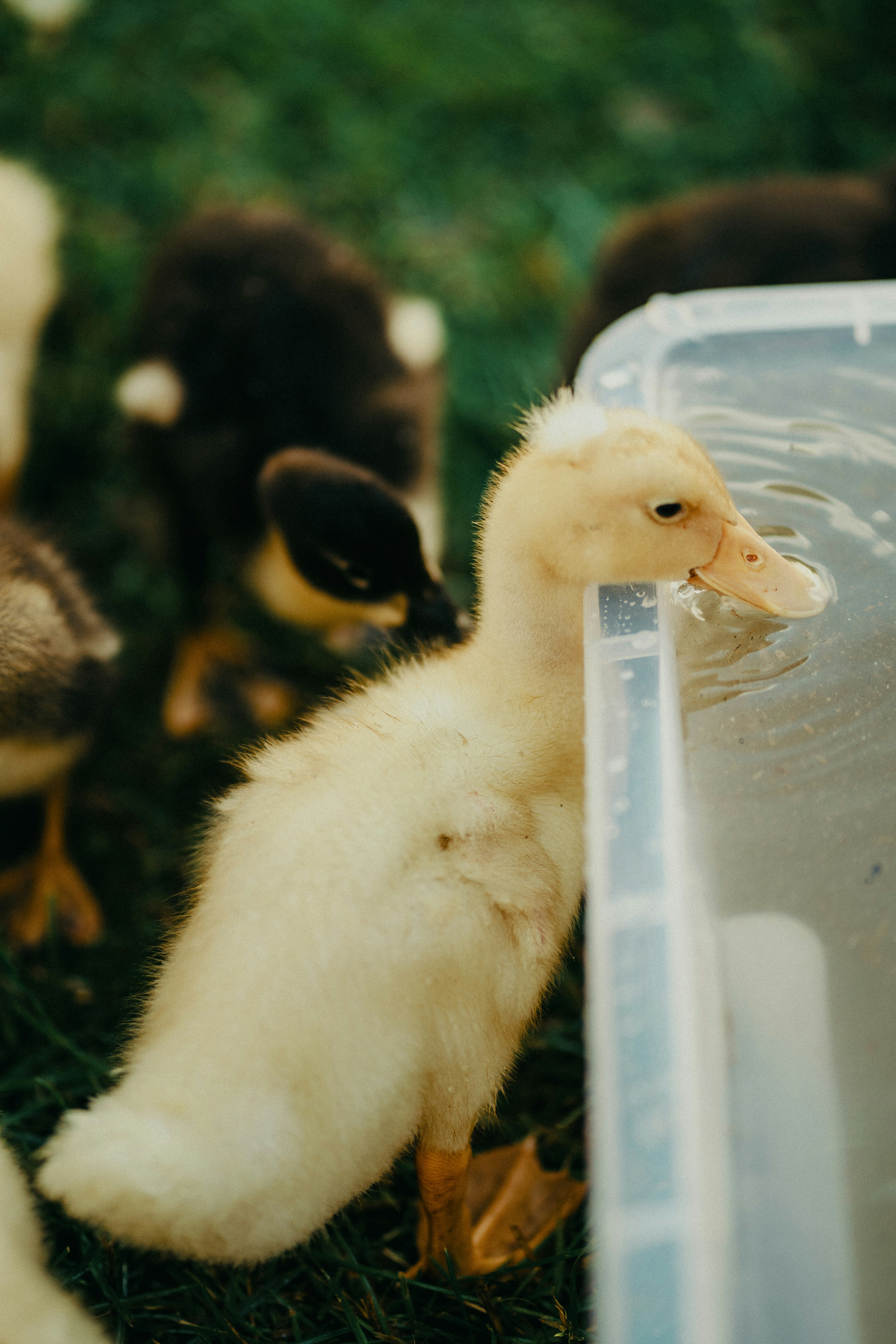 A fluffy yellow duckling drinks from a plastic container.