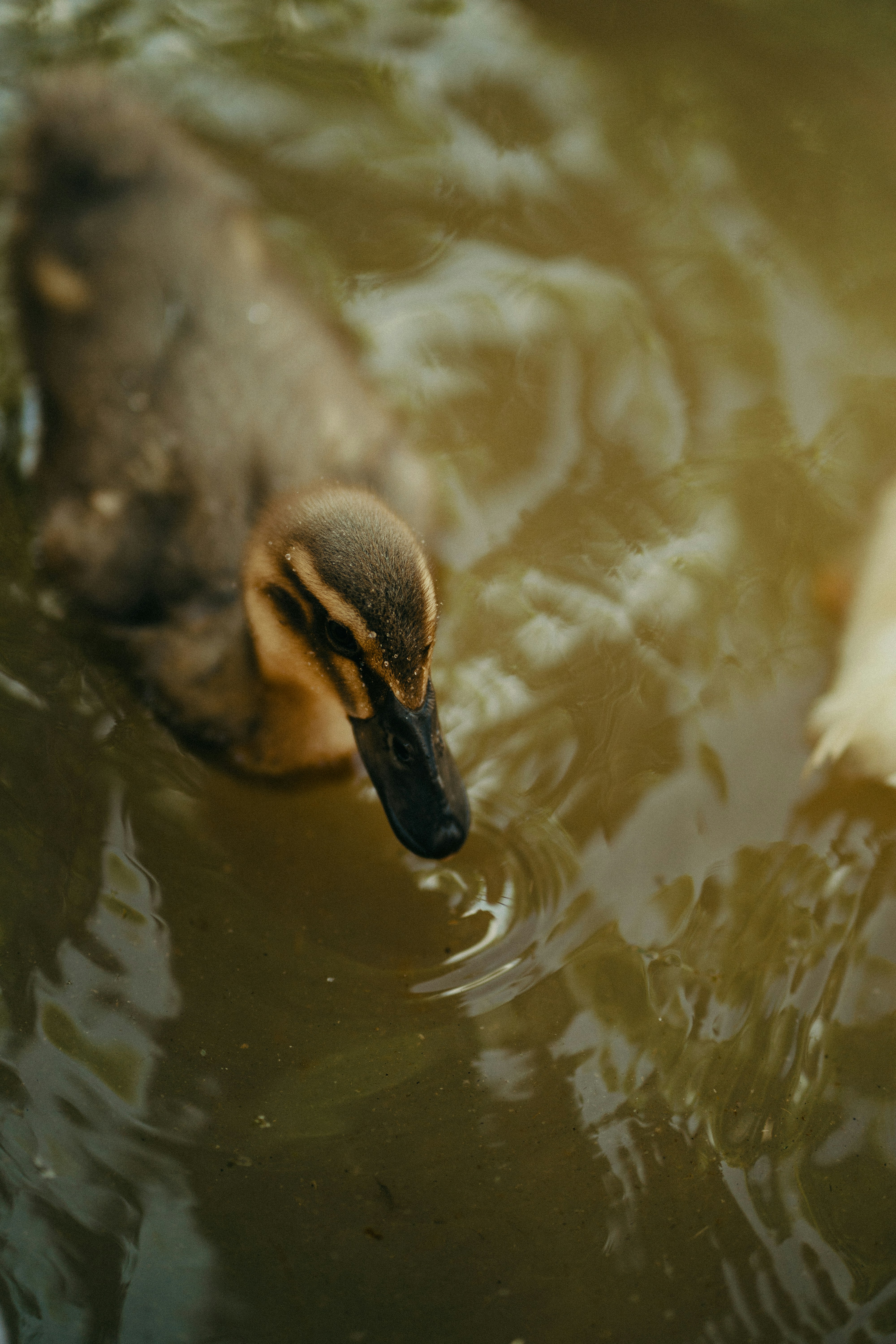 A duckling swims in murky water