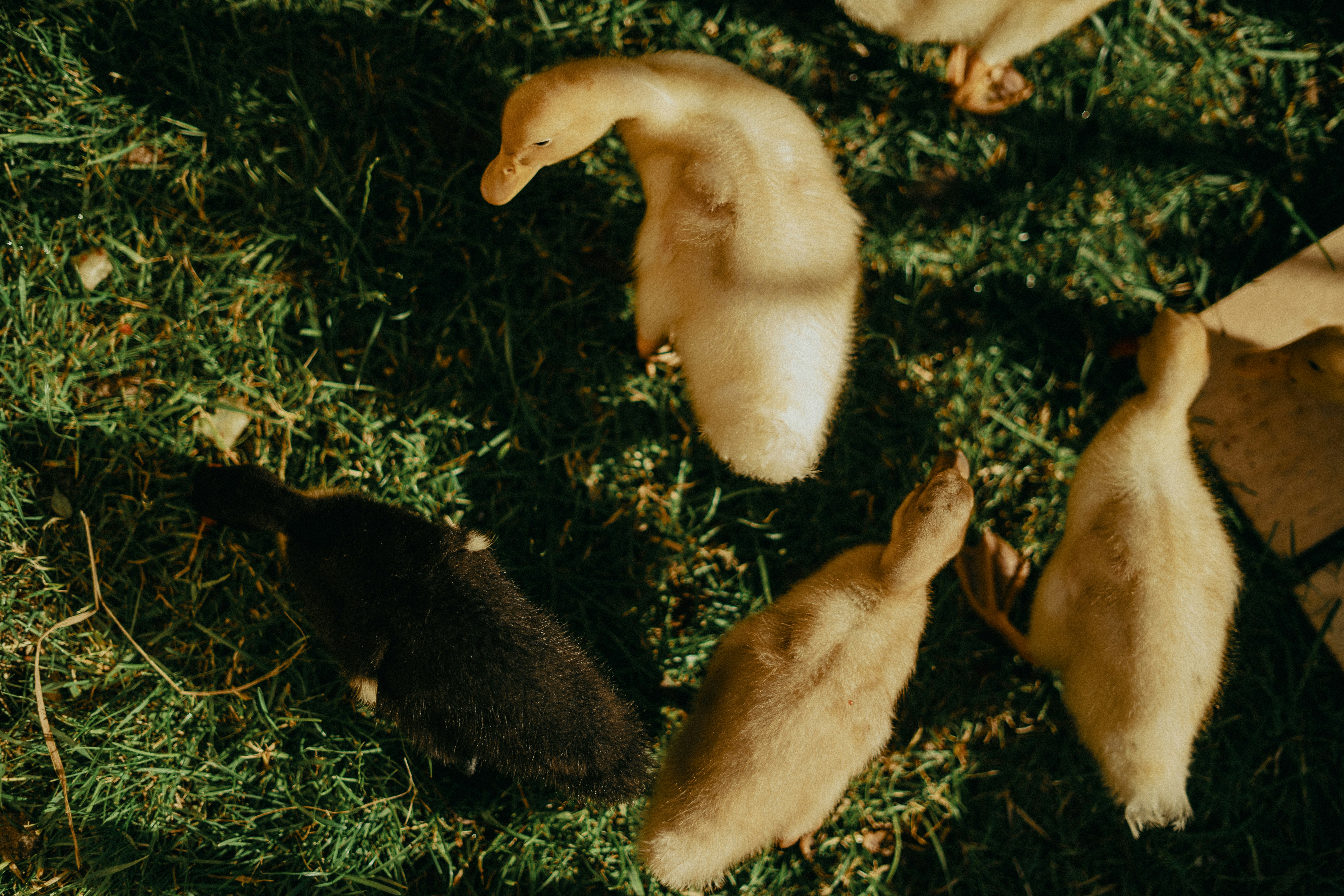 Several ducklings walk on green grass
