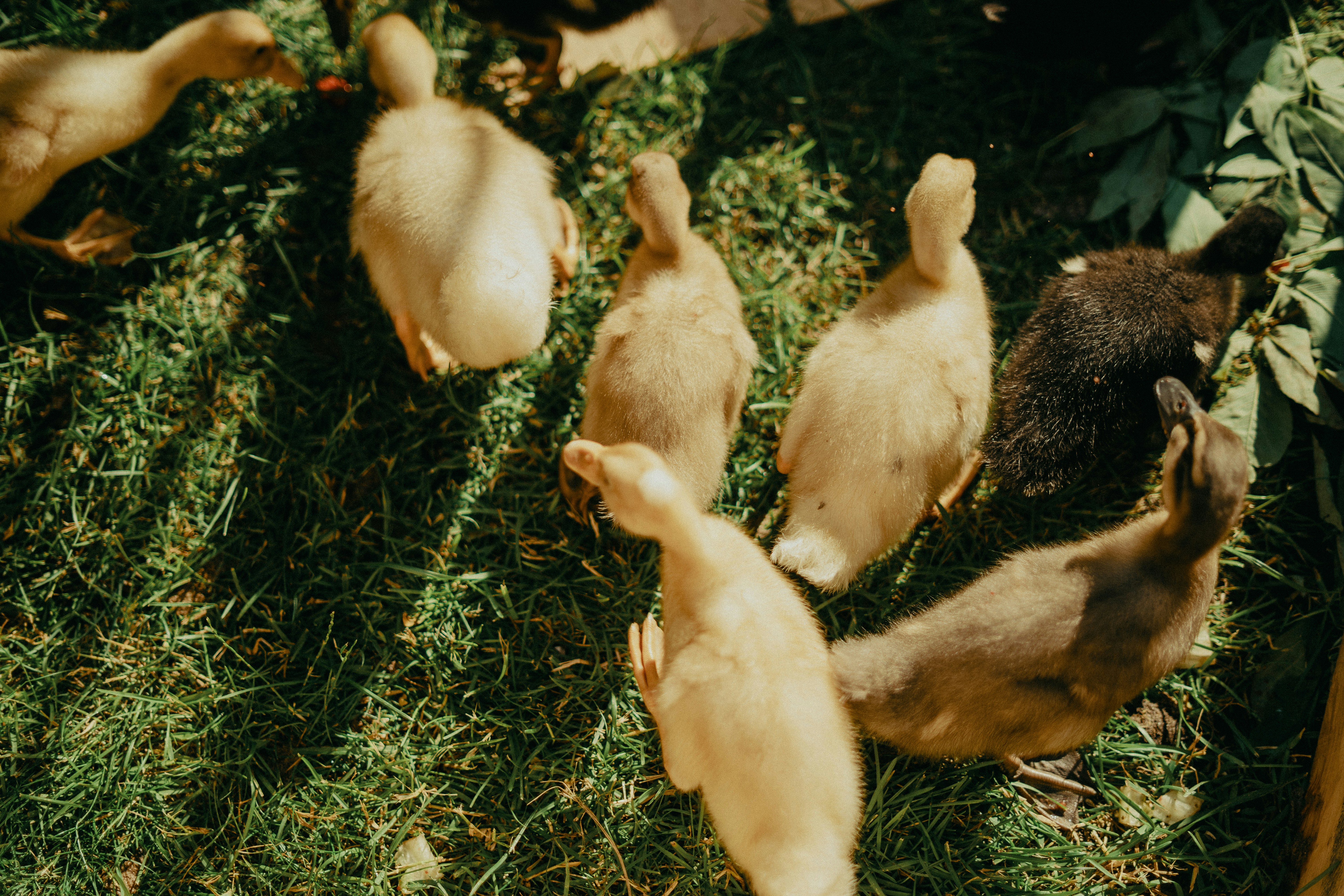 A group of fluffy ducklings on green grass.