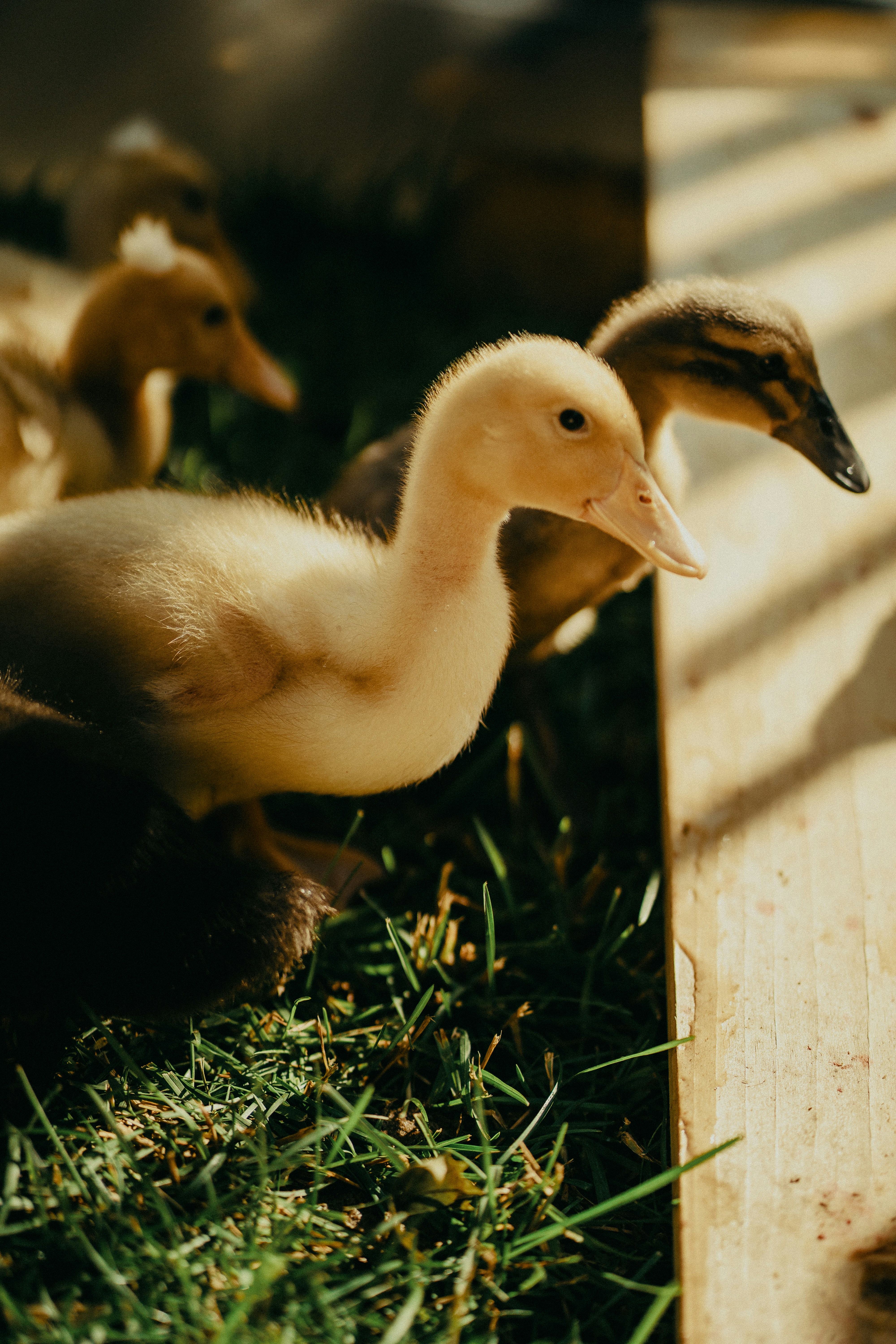 Several fluffy ducklings huddle together on grass.
