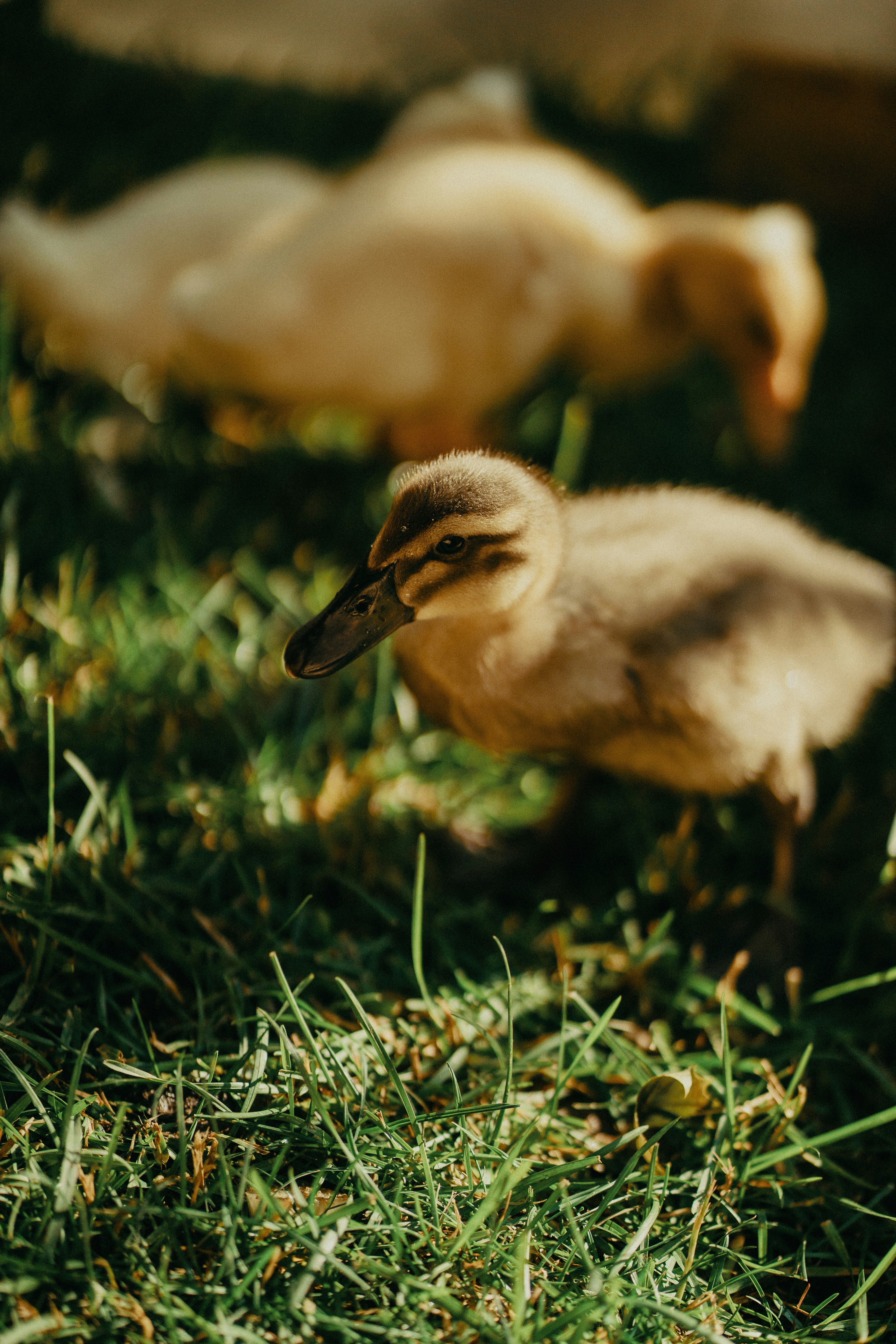 Two fluffy ducklings walk on green grass.