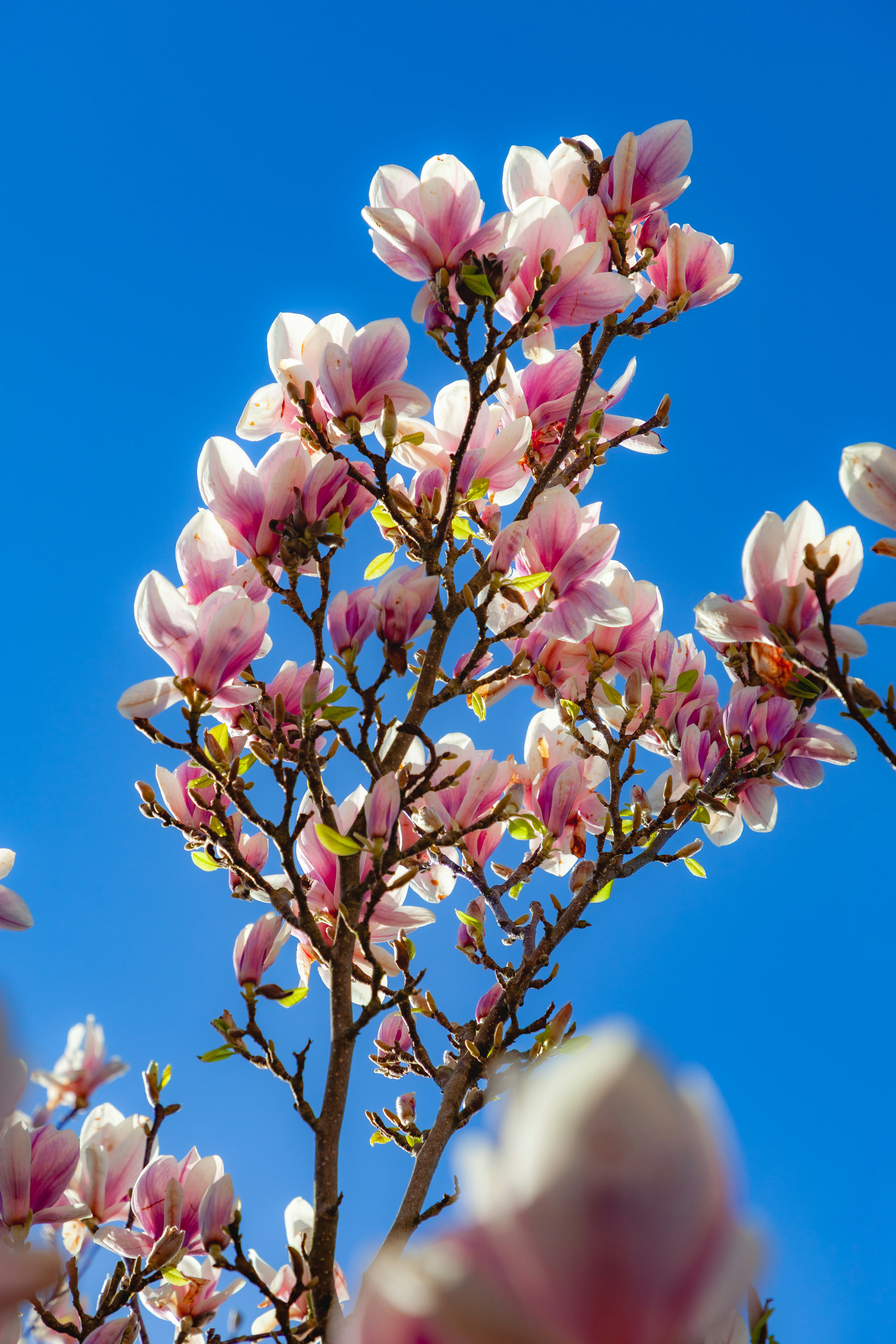 Photo by campfire_guy