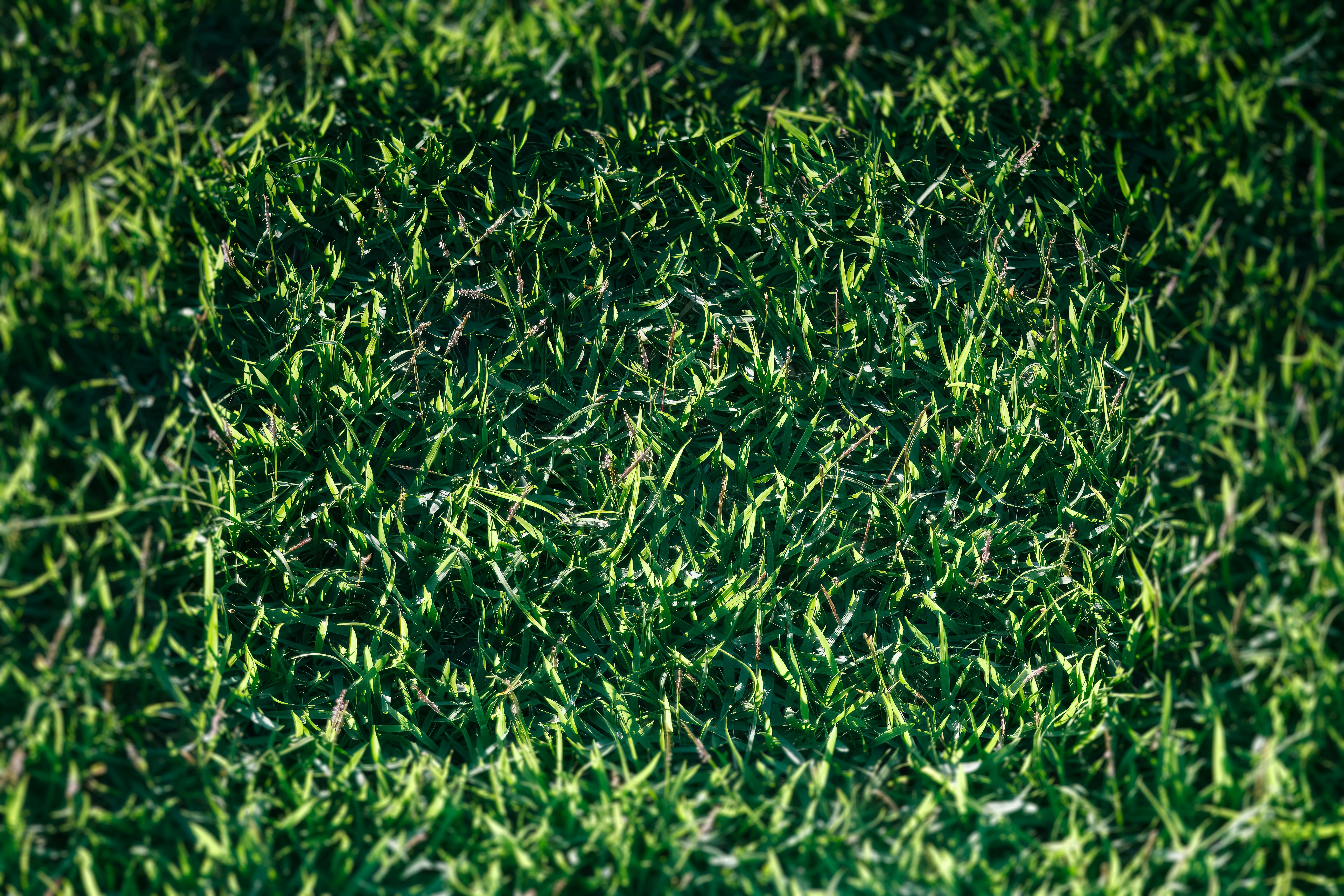 Photo by albertolung