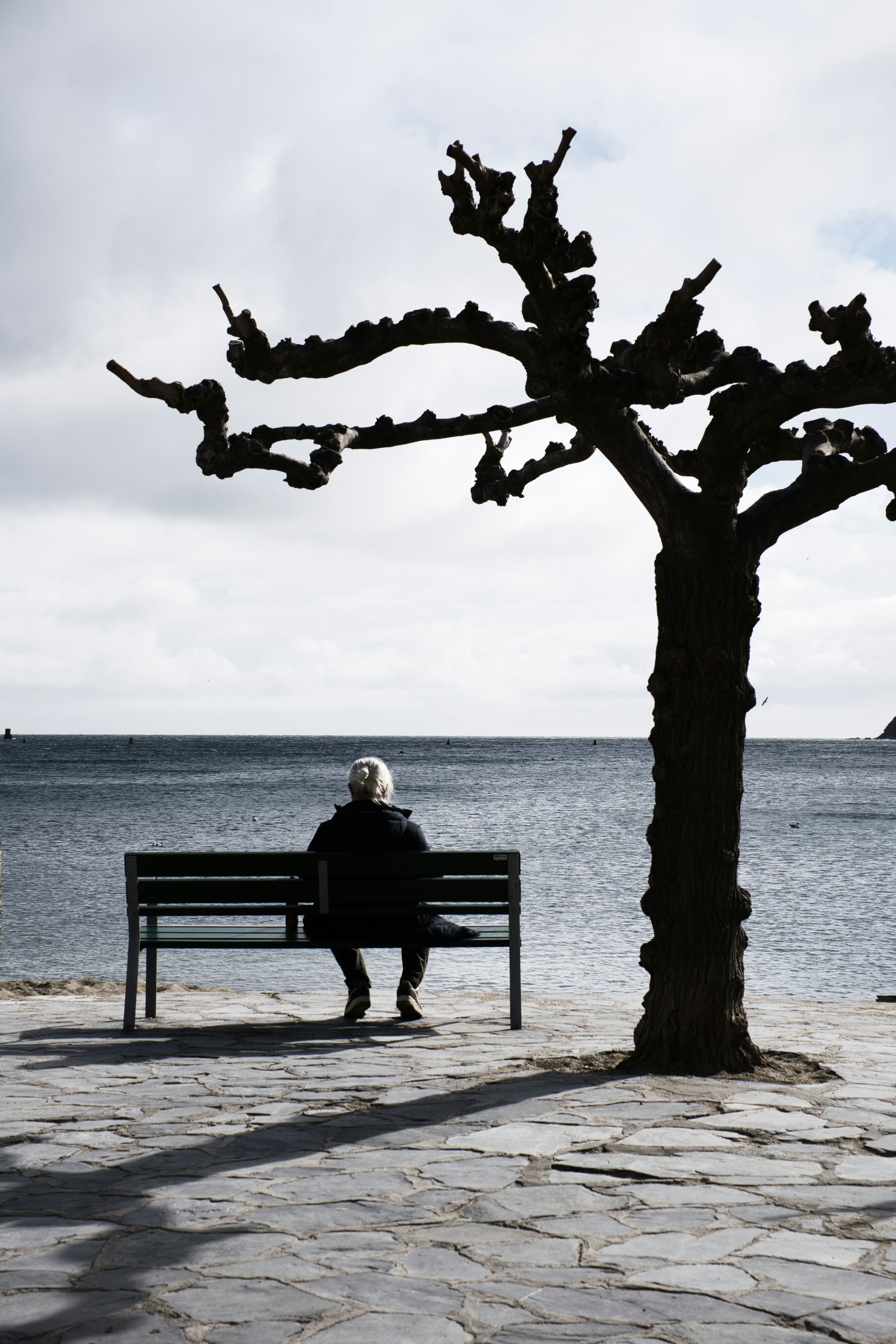 Person sits on bench under bare tree by the sea.