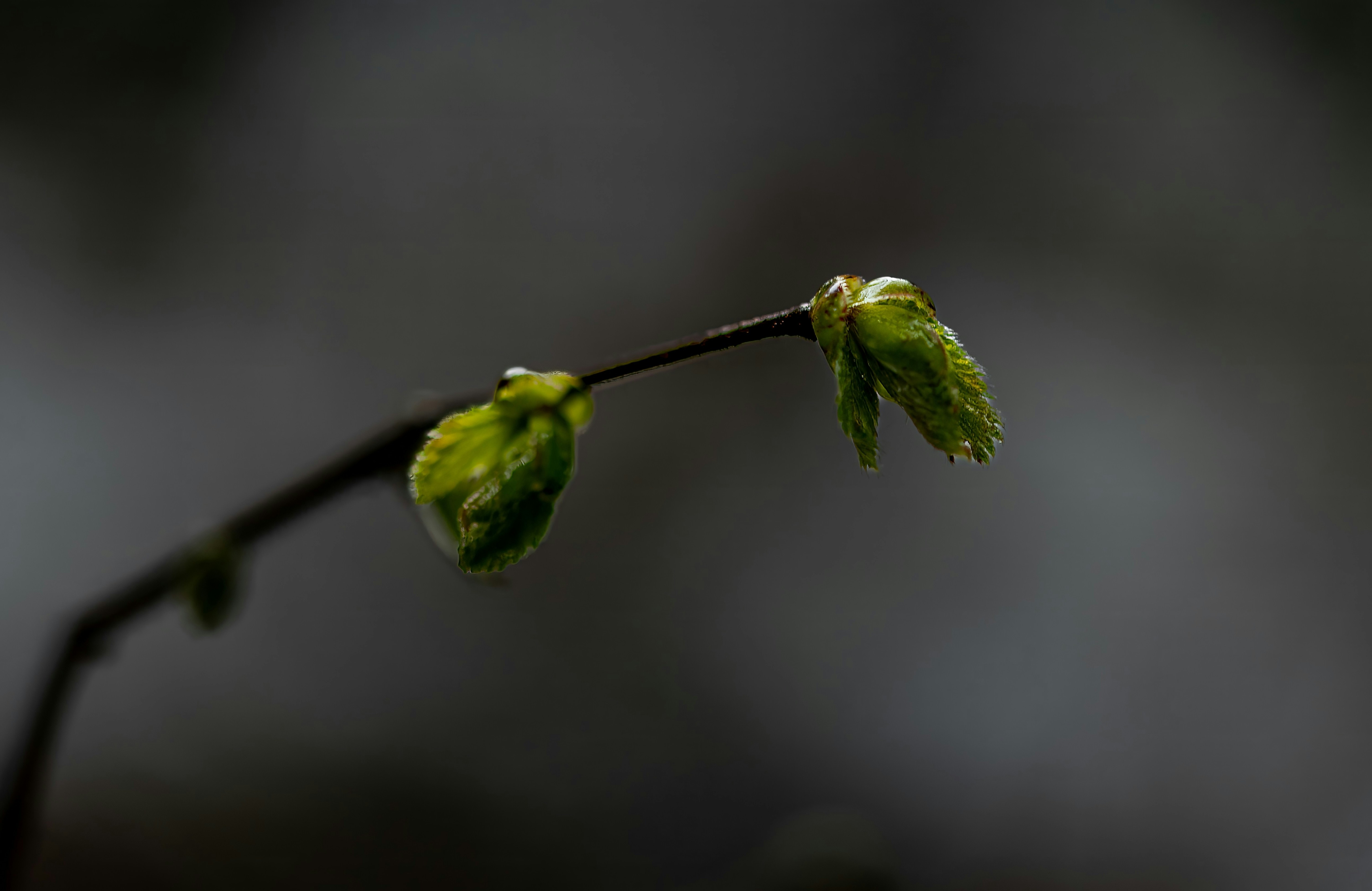 Photo by millionsofpixelsbydragos