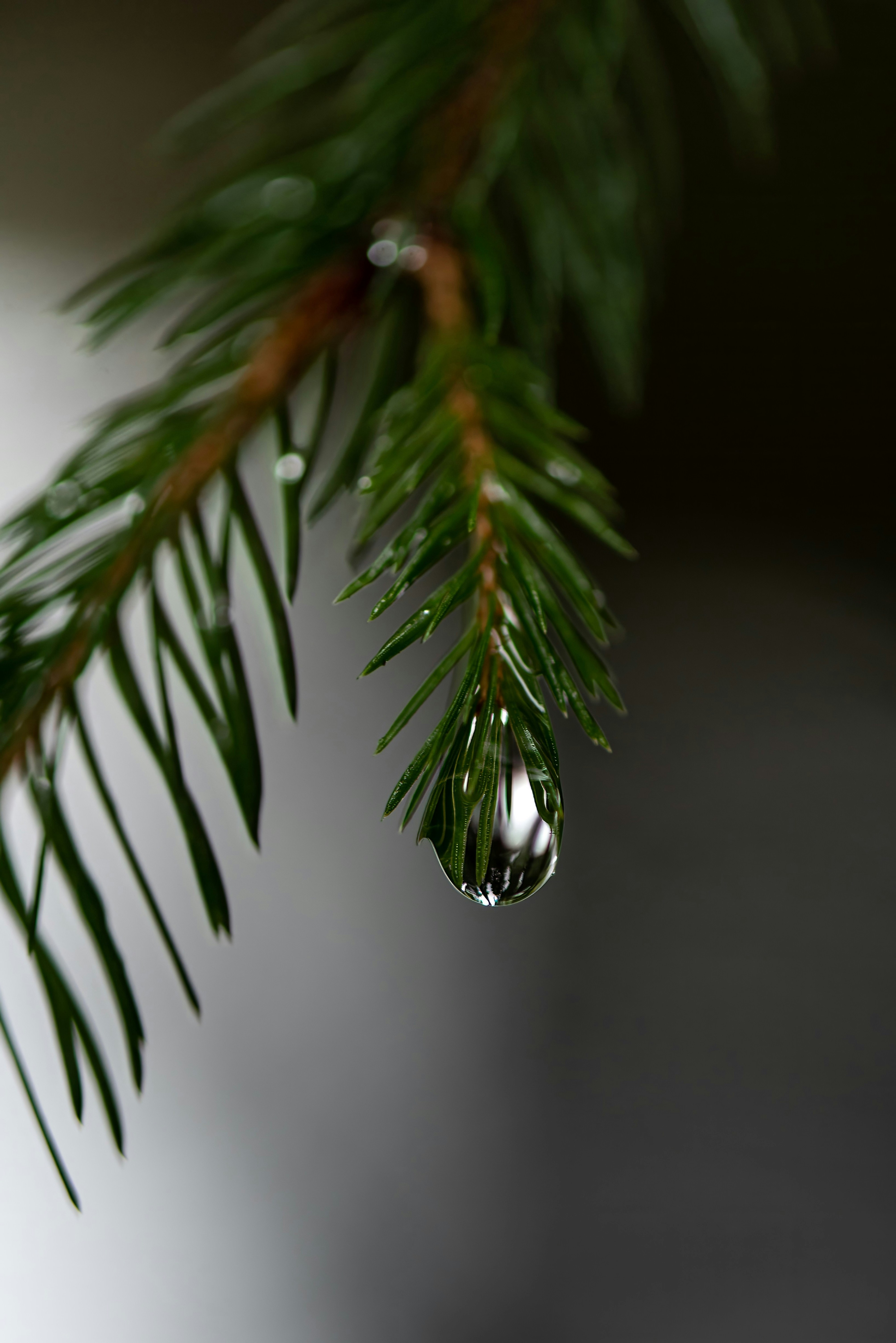 Photo by millionsofpixelsbydragos