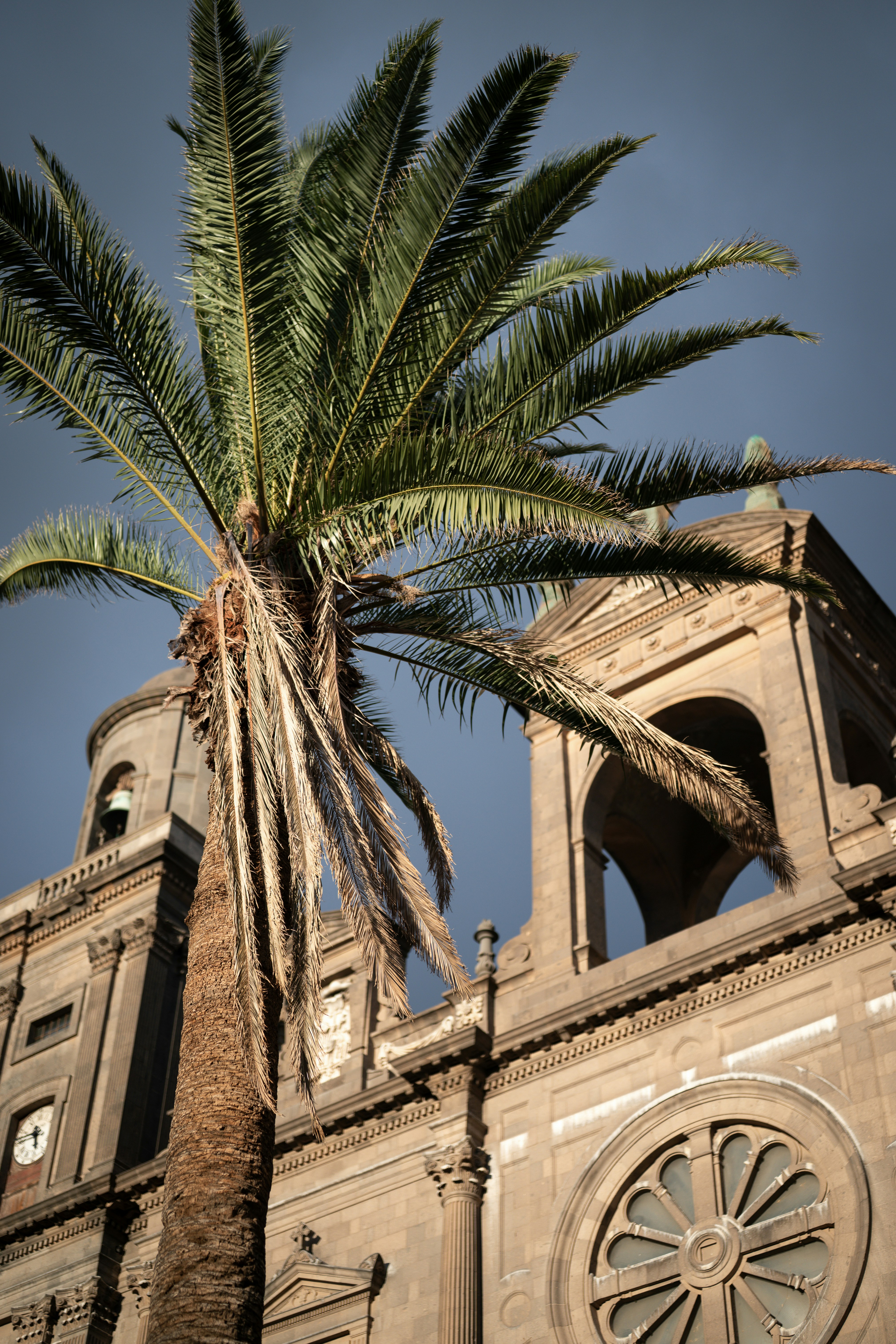 Palm tree in front of a historic stone building