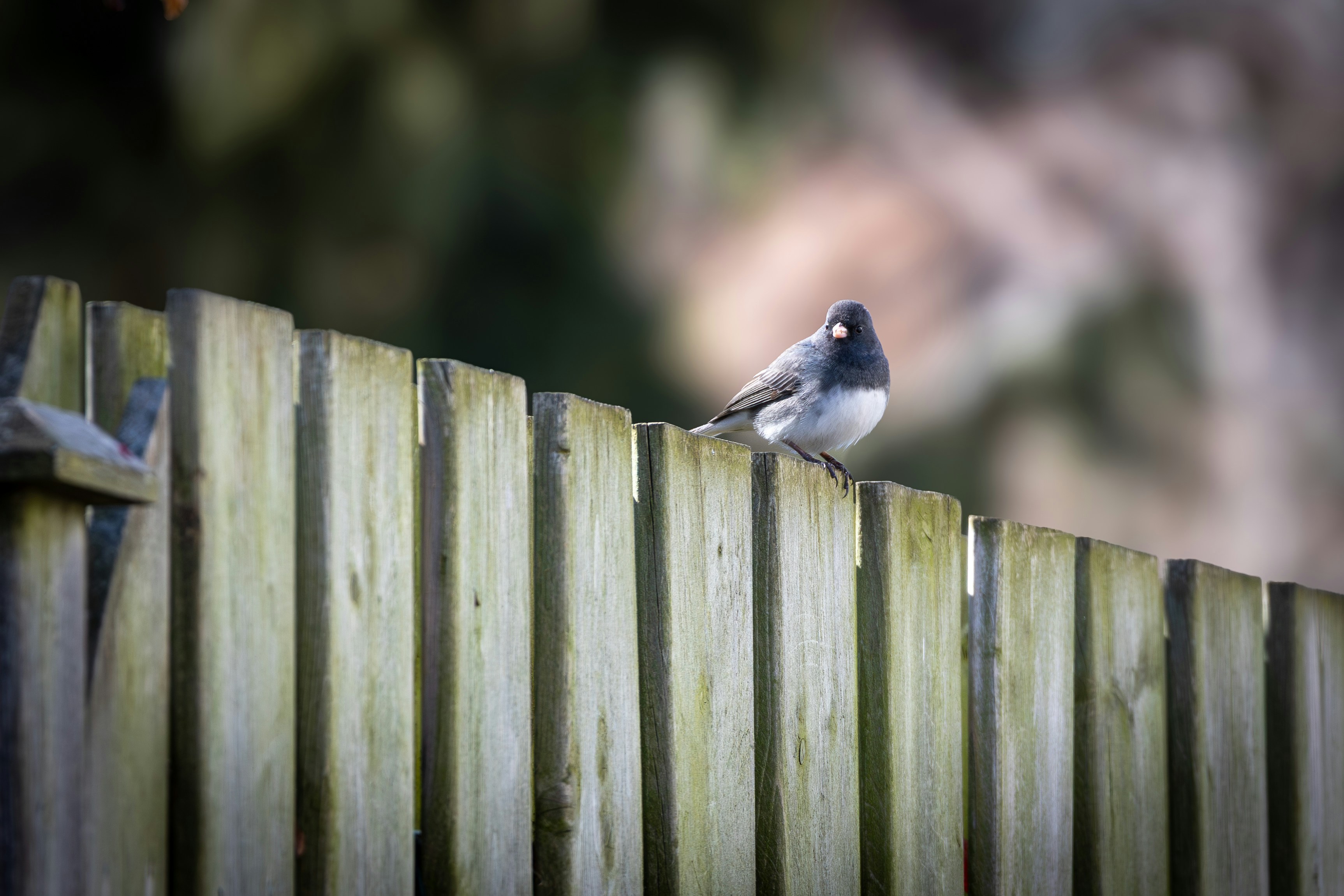 backyard photography