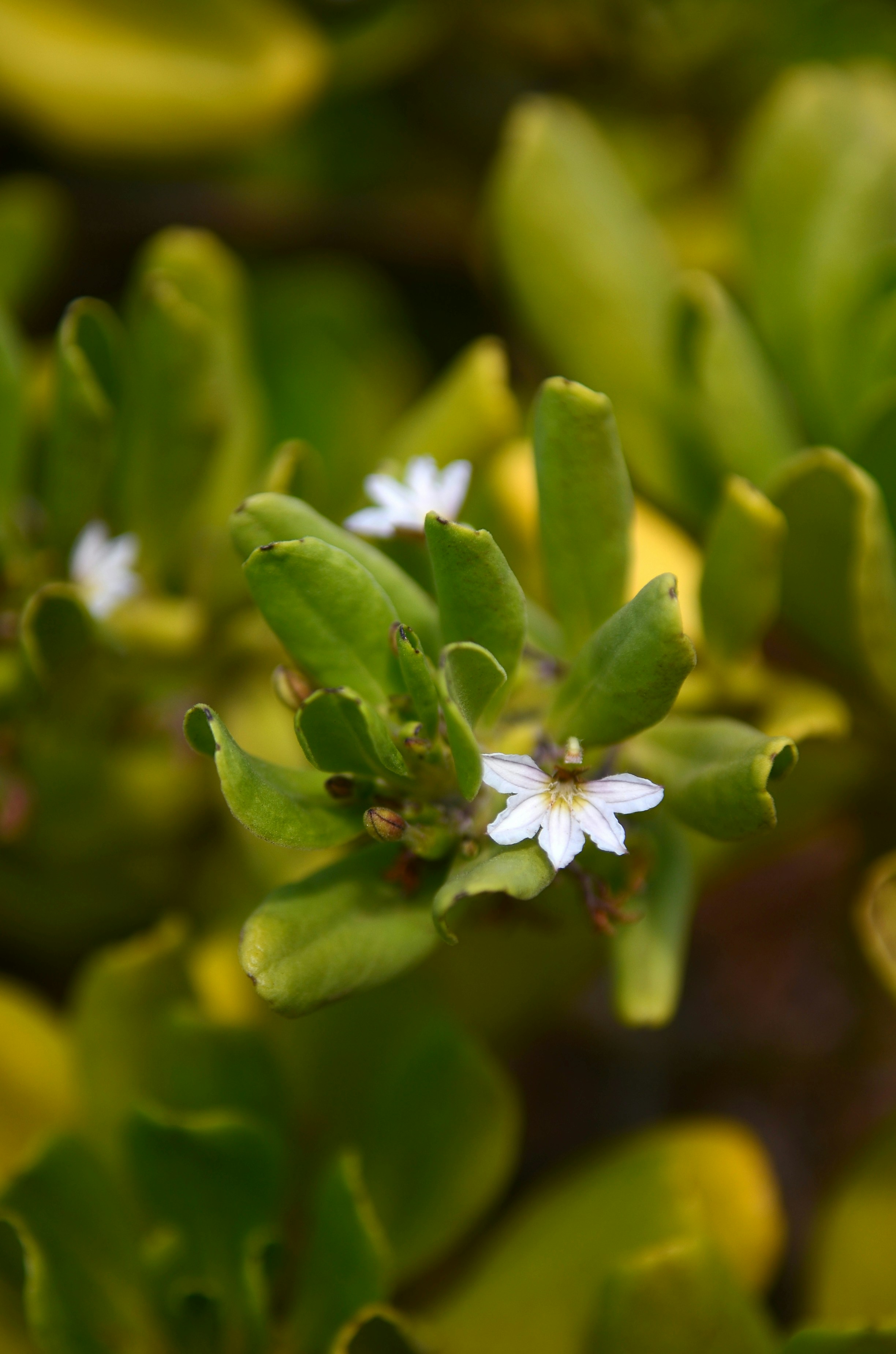 Pequenas flores brancas desabrocham em uma planta verde e folhosa.