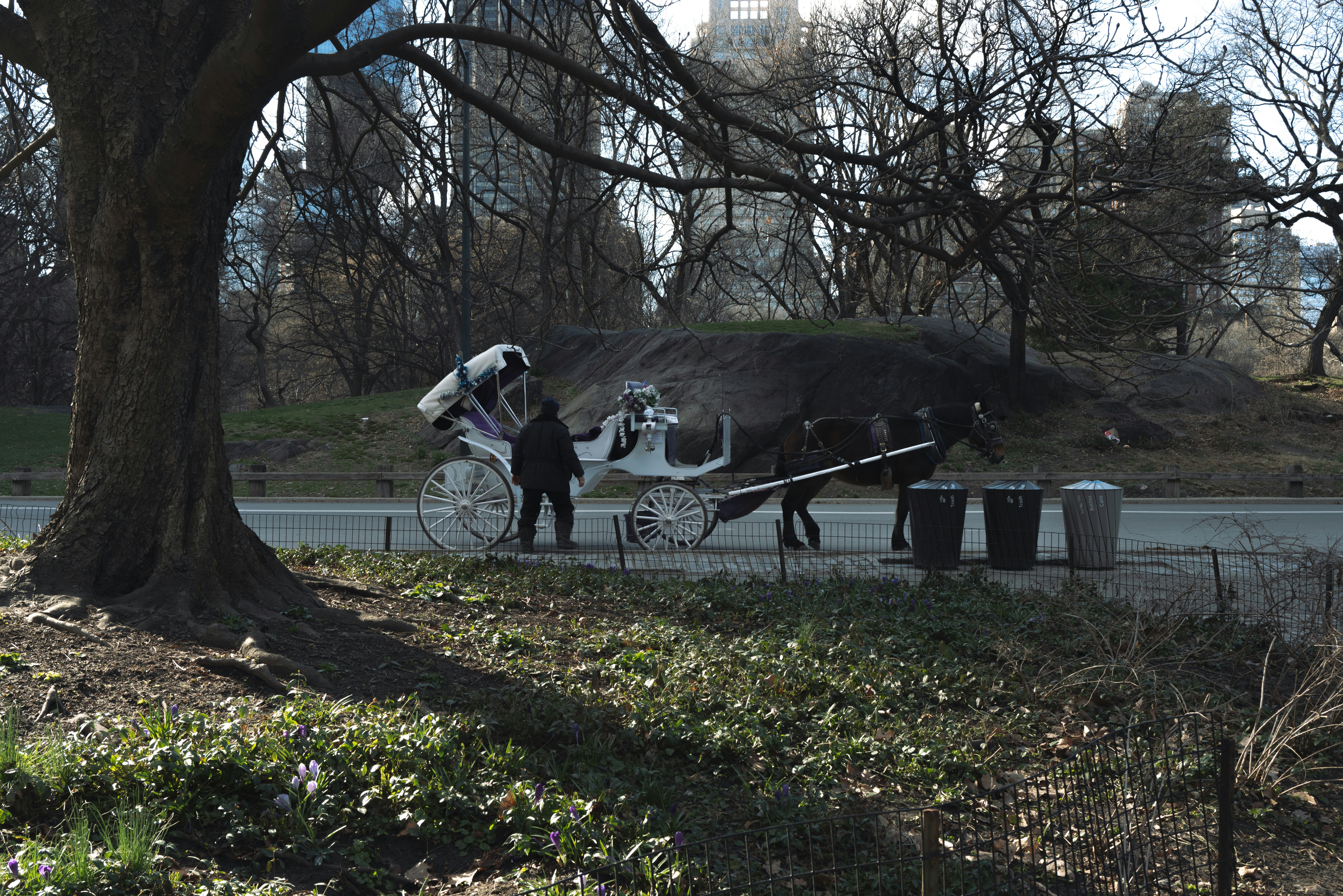 Carruaje tirado por caballos en un día soleado en el parque.
