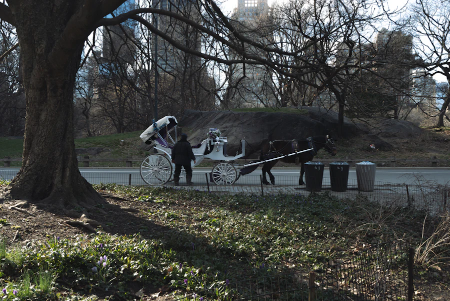 A horse-drawn carriage on a sunny day in Central Park