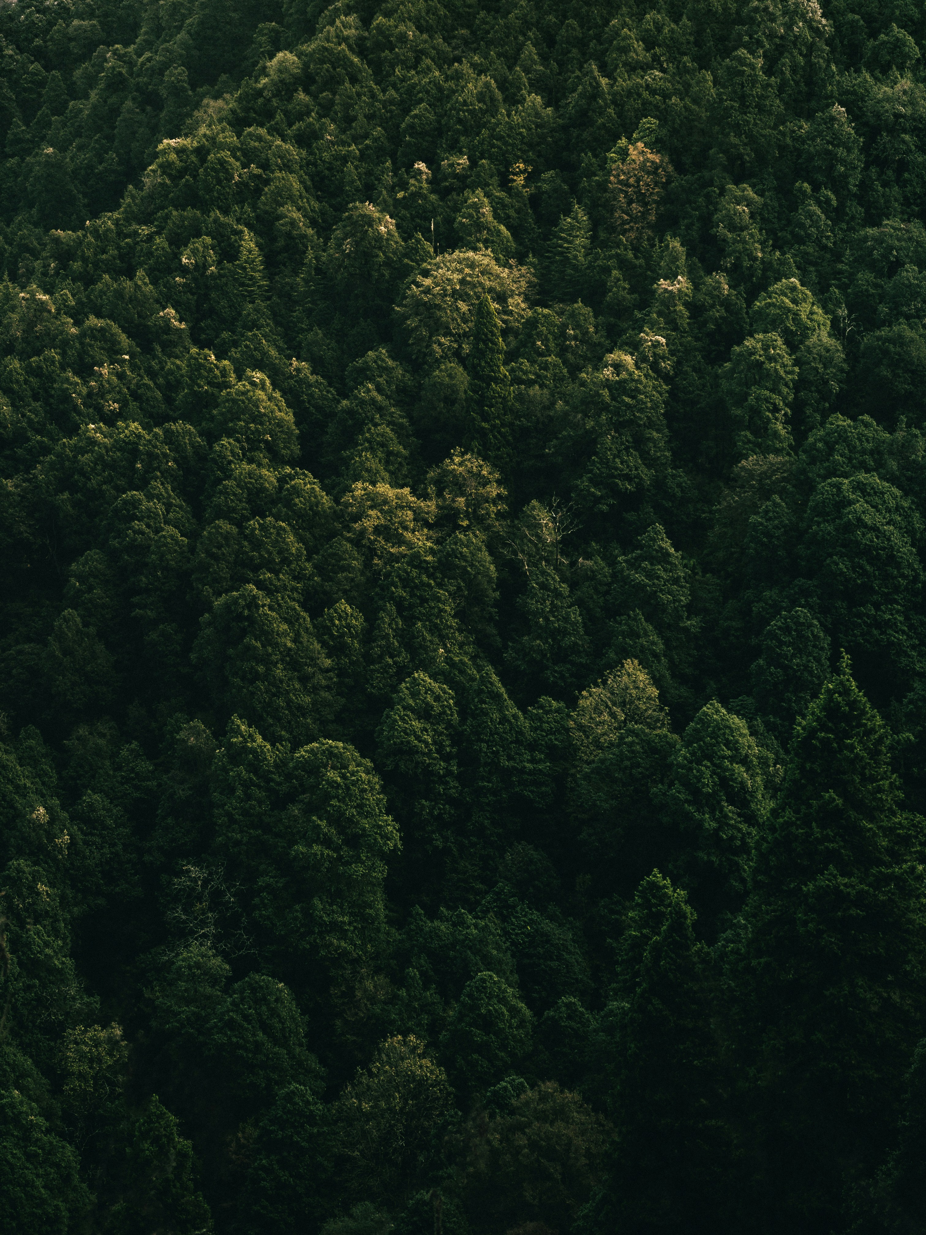 Photo by amritanshdubey