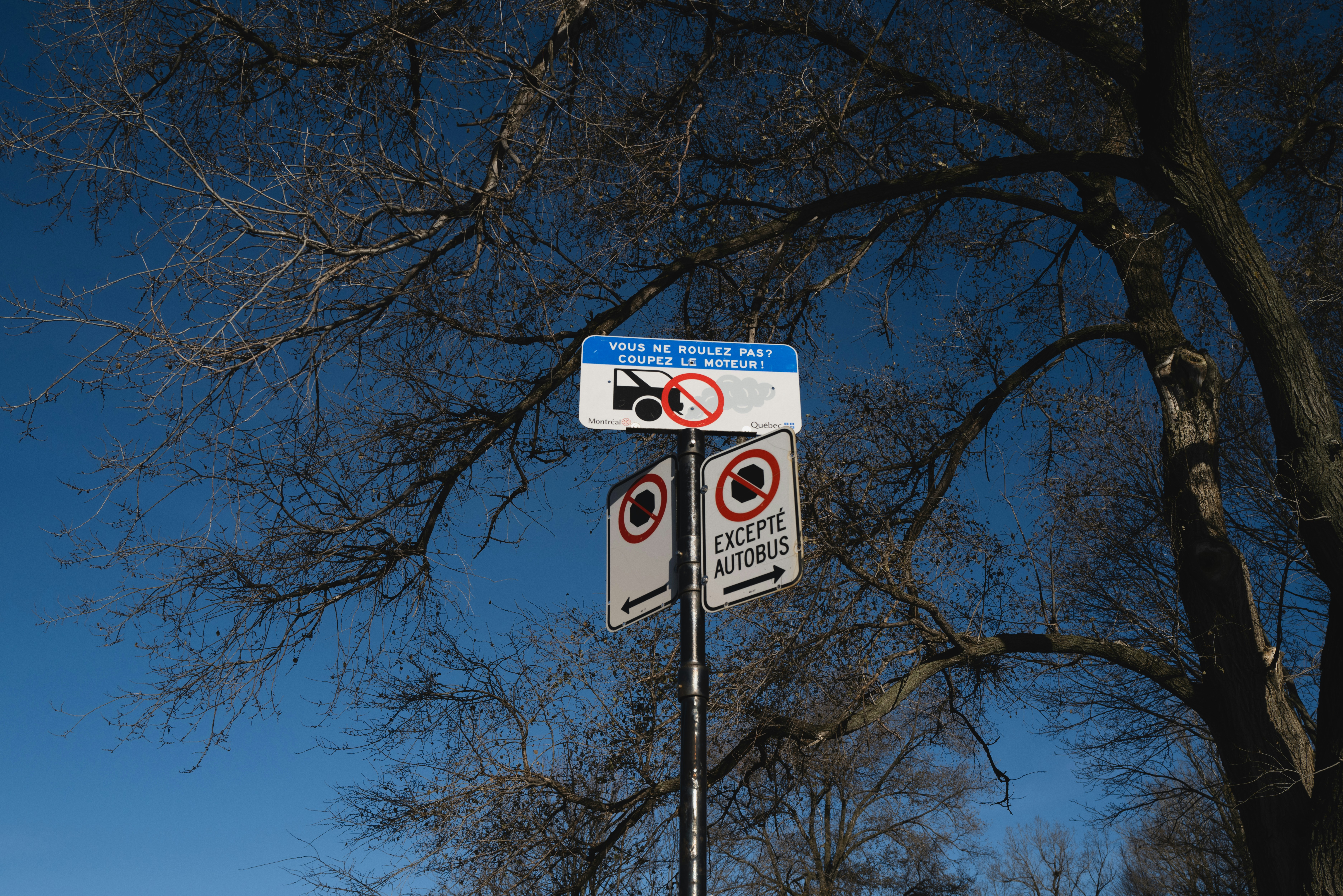 Street signs under a bare tree against blue sky
