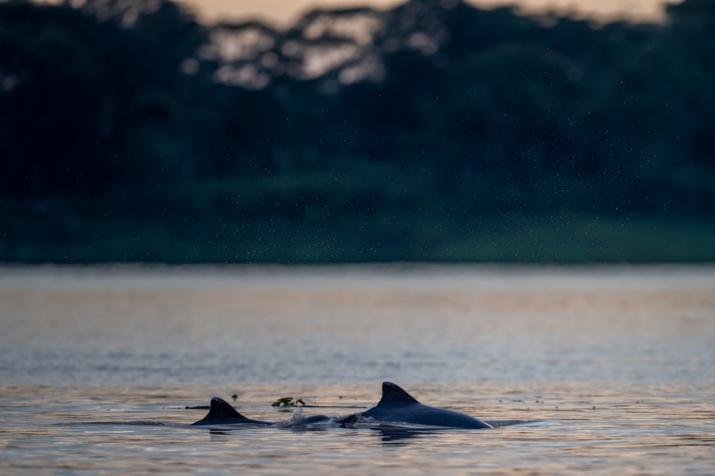 Botos cor-de-rosa ao entardecer, no Rio Negro