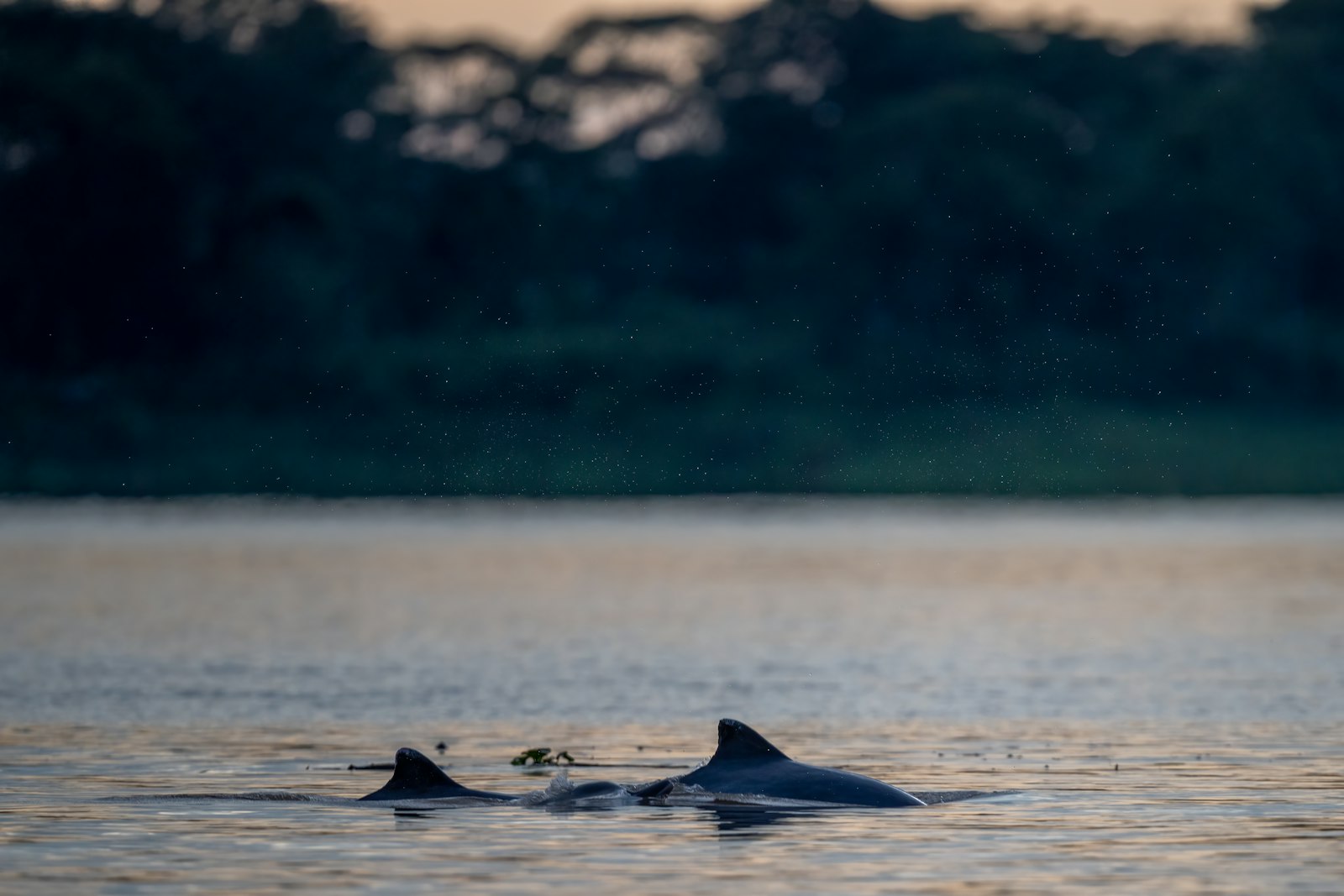 Chilika Lake and the Irrawaddy Dolphins of Odisha — wildlife photography article cover