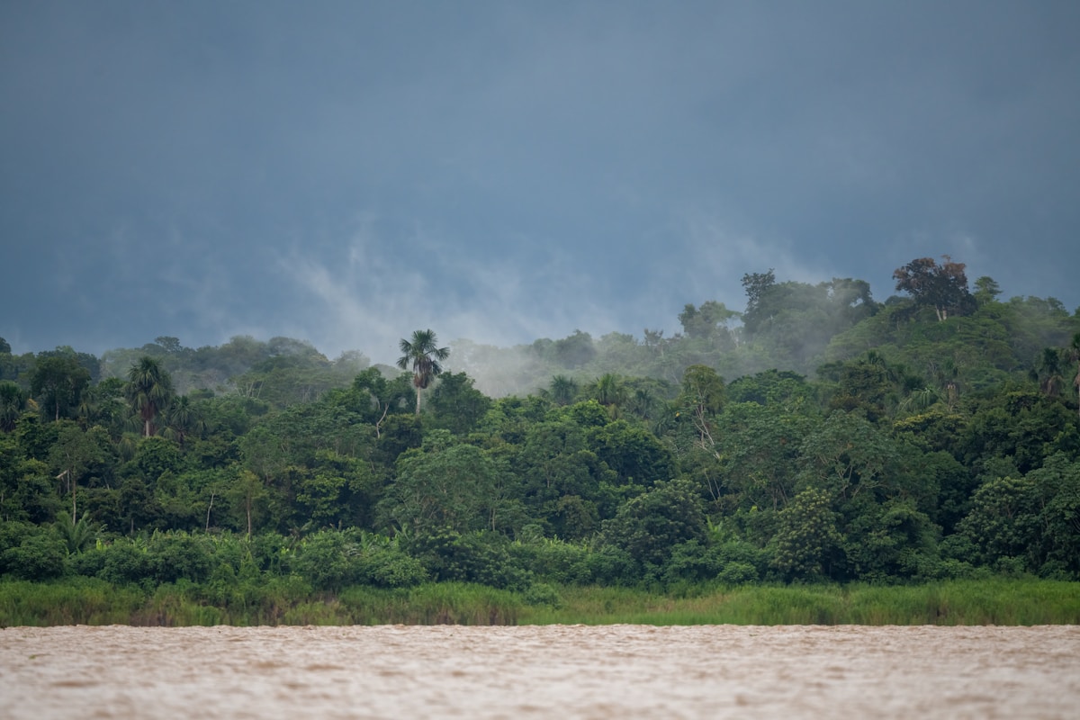 Misty Amazon rainforest canopy under a stormy sky