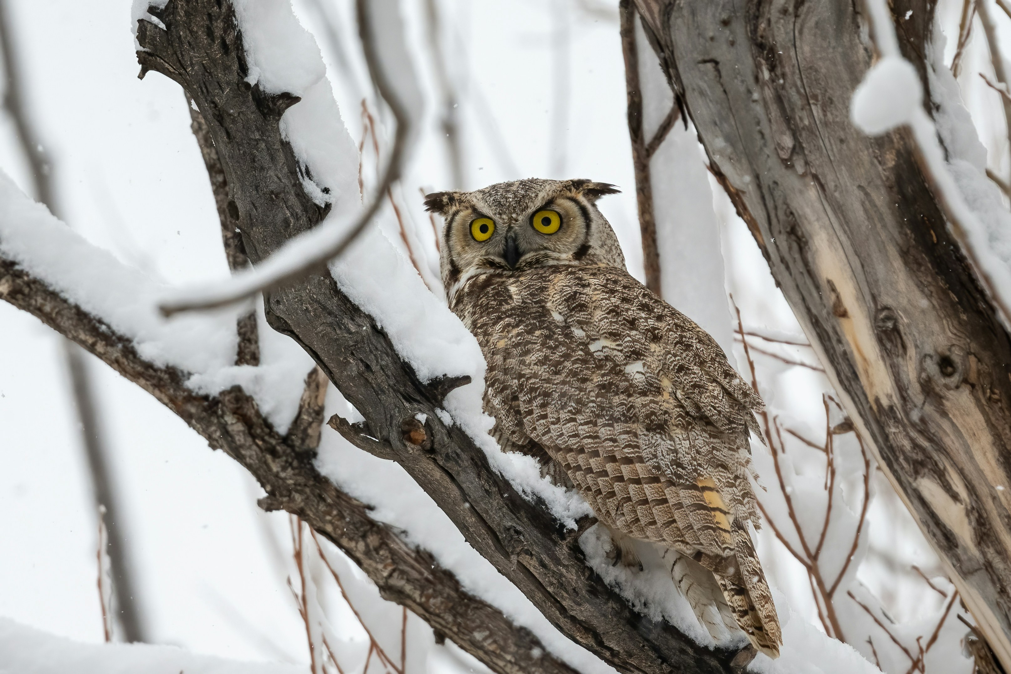 Photo by michael_steinman