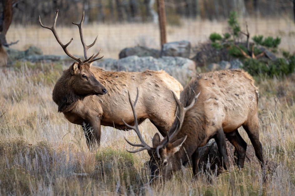 Trophy bull elk in Nevada mountain terrain during the fall rut