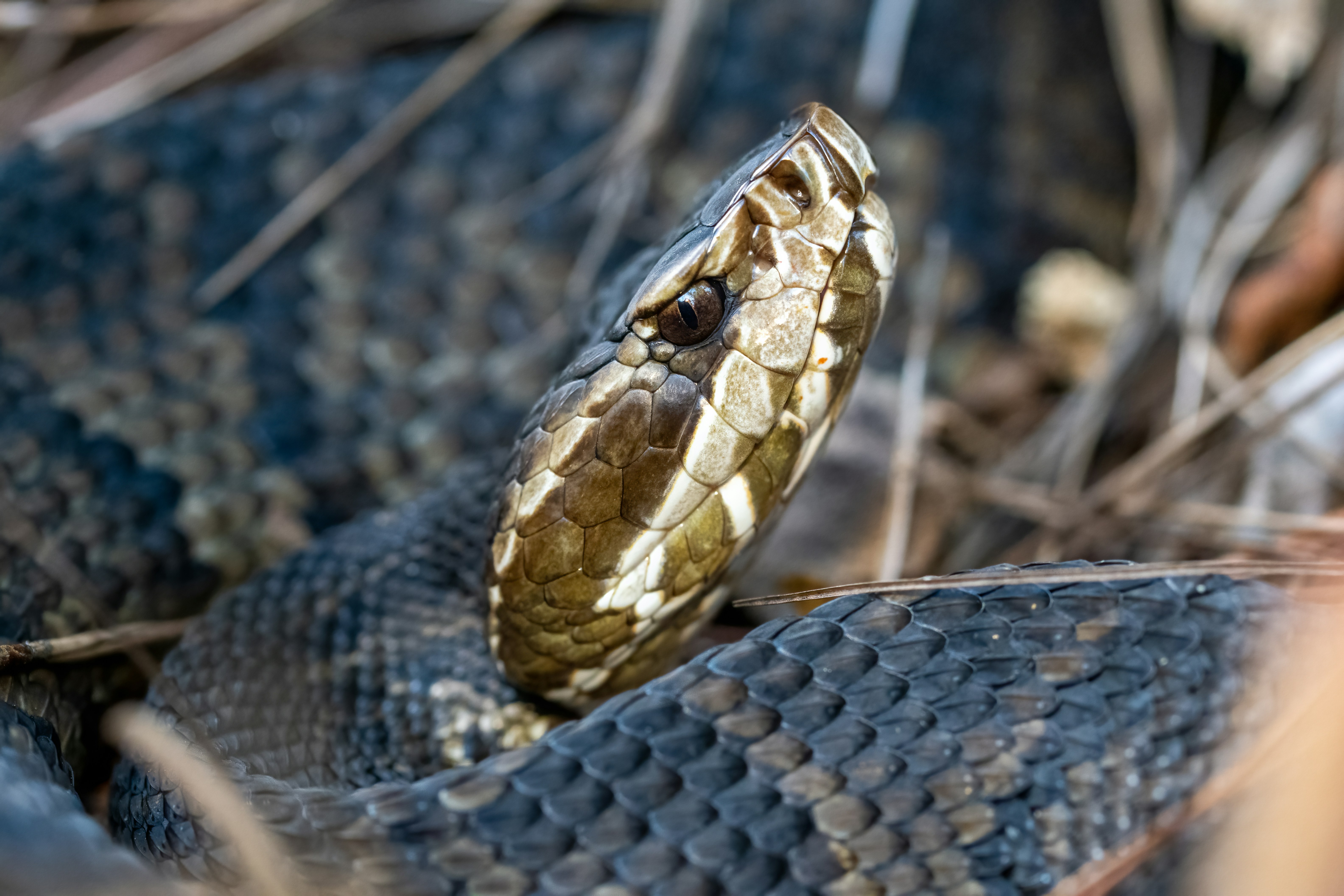 Primer plano de la cabeza de una serpiente de boca de algodón con escamas decoradas.