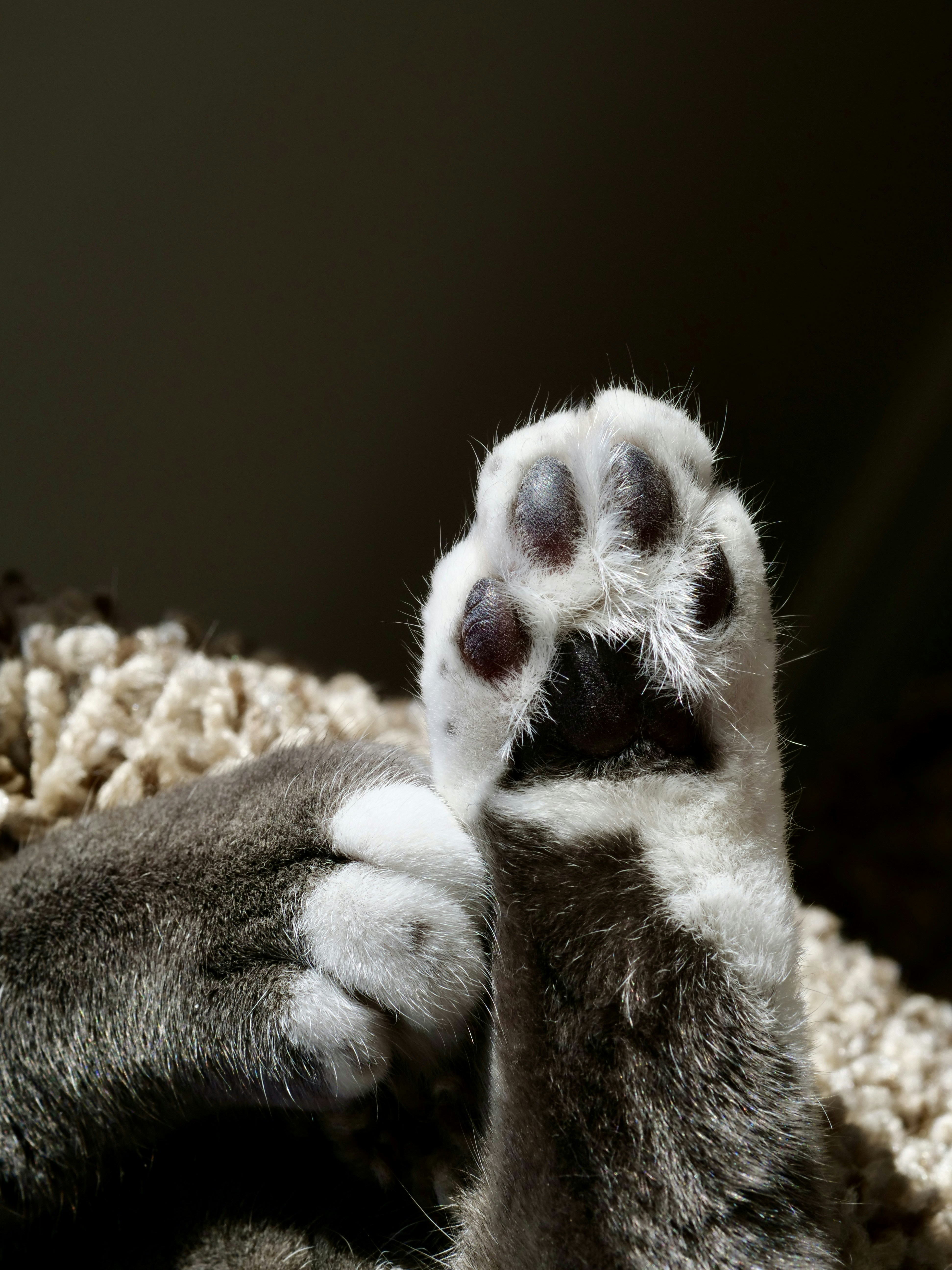 Gros plan sur la patte duveteuse d’un chat avec des haricots visibles.