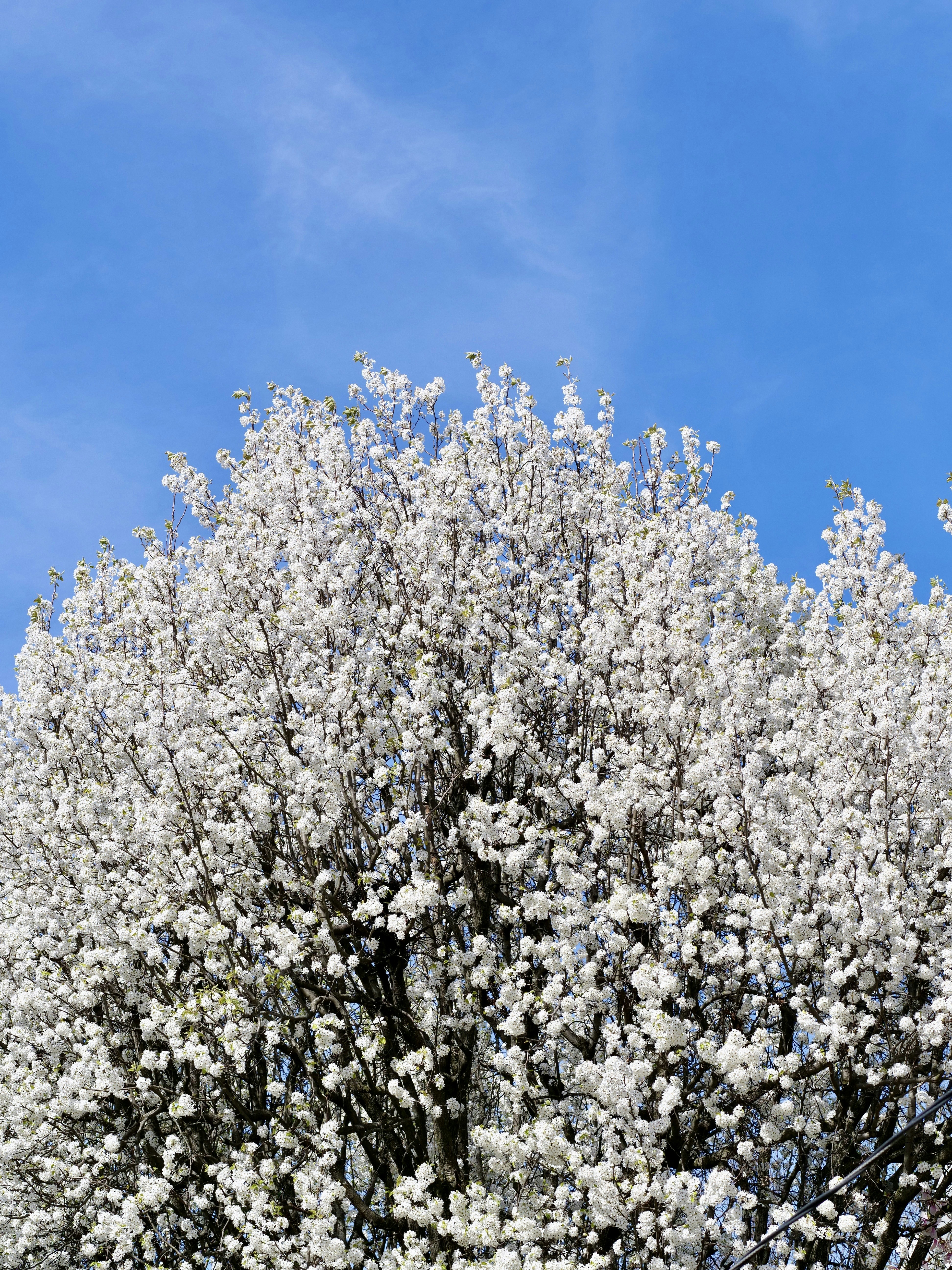 Photo by sschusterphotoart