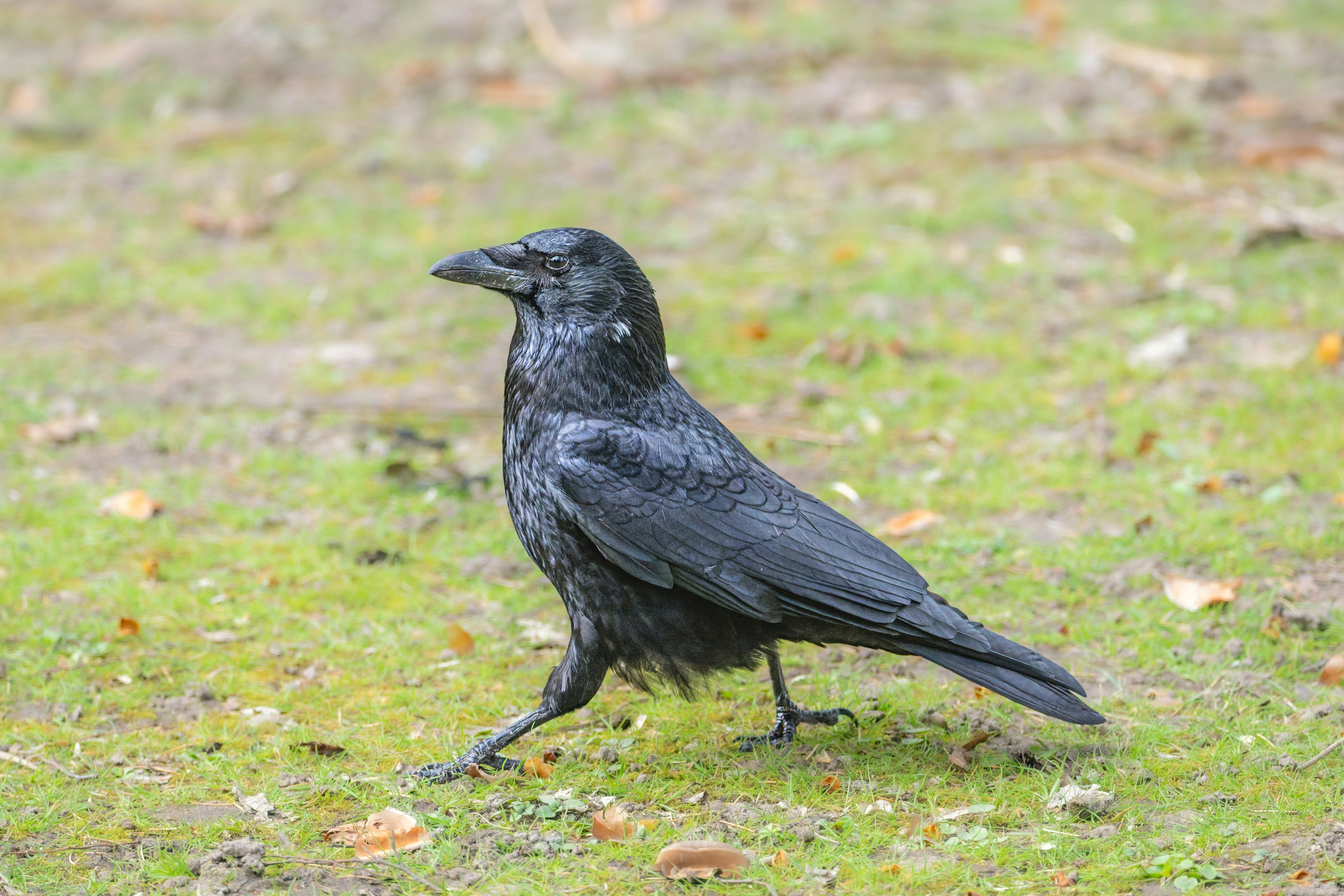 Um corvo-preto caminha em um campo gramado.