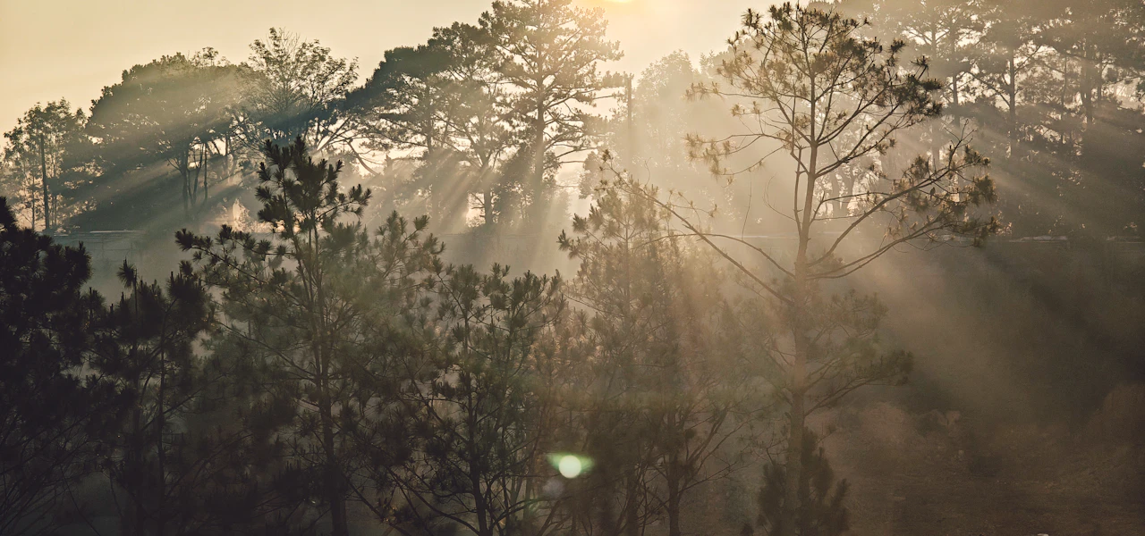 Sunlight streams through misty forest trees at dawn