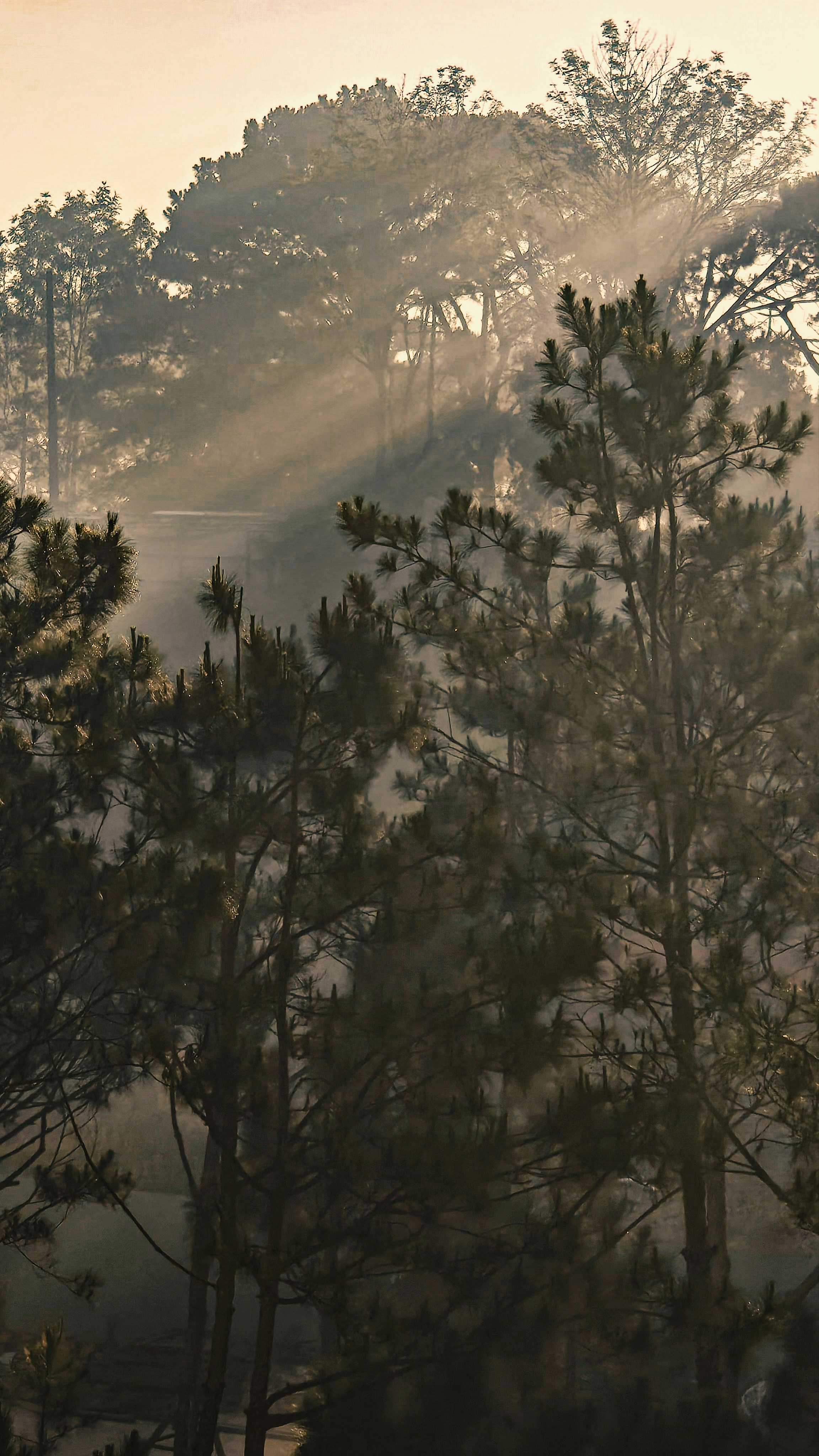 Sonnenlicht strömt bei Tagesanbruch durch neblige Kiefern.