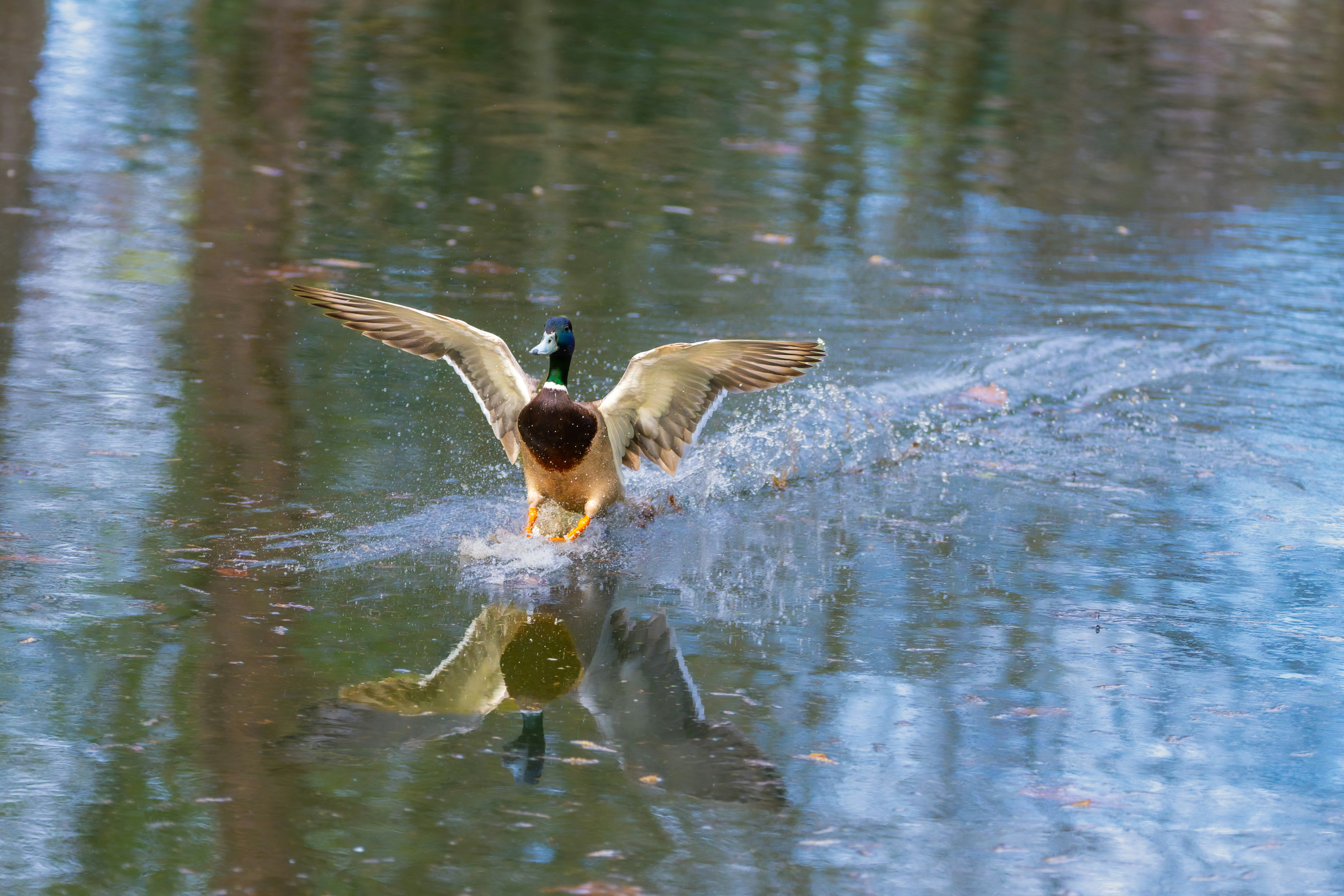 Eine Ente, die auf dem Wasser landet und einen Platsch verursacht